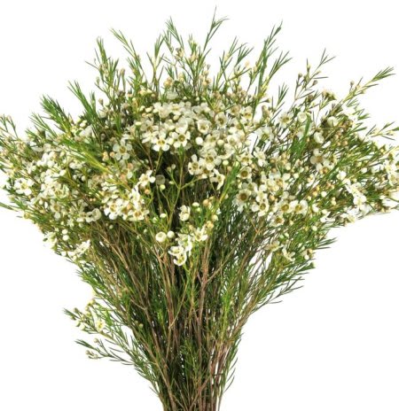 Tall bouquet of small white flowers with airy green stems