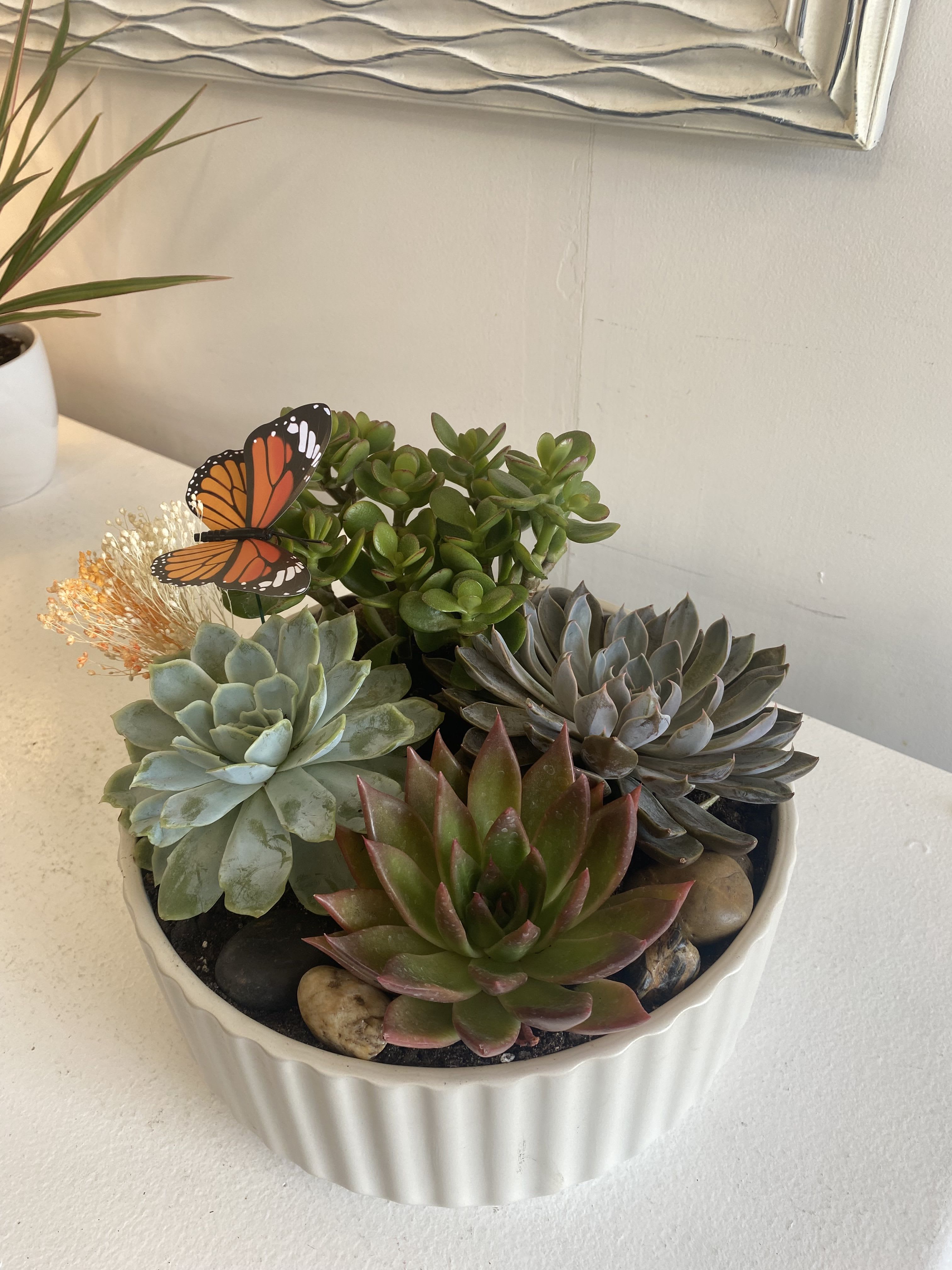 Succulent Dish Garden  - A calm, contemporary indoor garden that fits any tabletop  Planted in a white ribbed ceramic planter, the arrangement features succulents set into dark soil with smooth decorative stones for clean contrast. The tidy composition sits low and stable, making it ideal for desks, windowsills, or coffee tables. no cut-flower maintenance is required, so it keeps brightening a room with minimal care.  Thoughtful for new homeowners, plant lovers, or anyone needing a long-lasting reminder that you care. It arrives ready to display - suggest bright, indirect light and occasional watering when the soil is dry to keep the succulents thriving.
