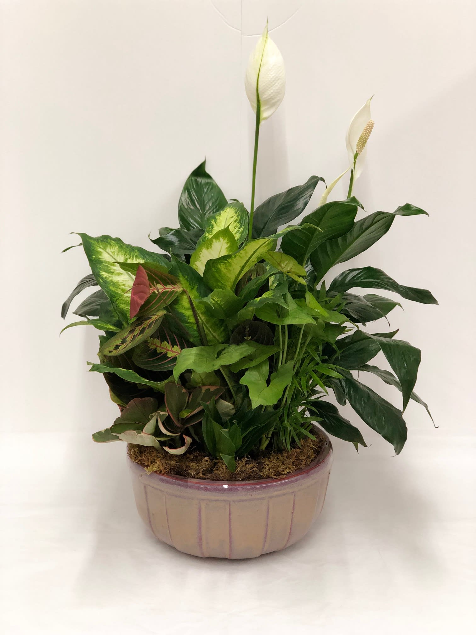 Mixed tropical plants in a round ceramic planter with white spathes