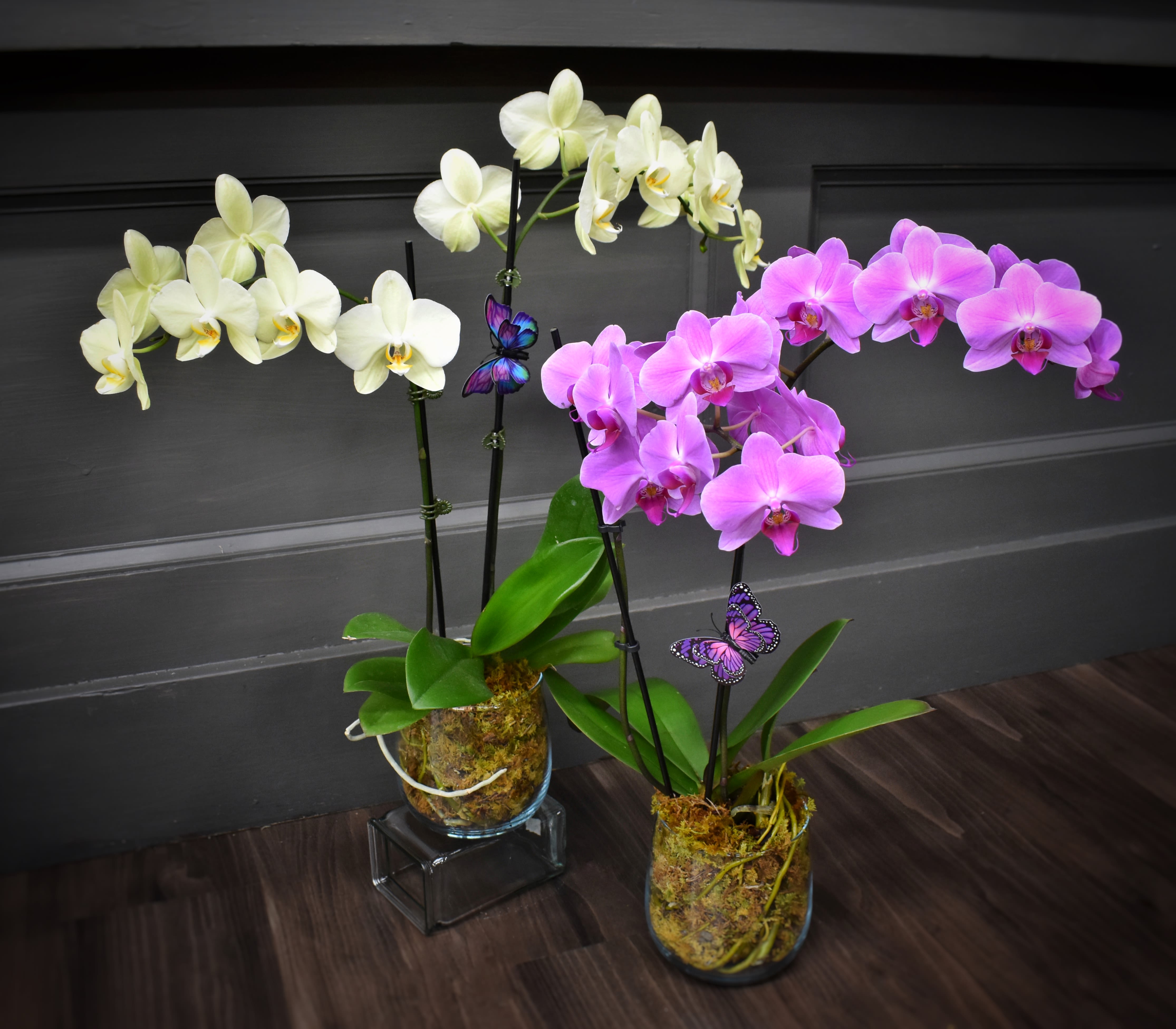 Two potted orchid arrangements with white and pink blooms