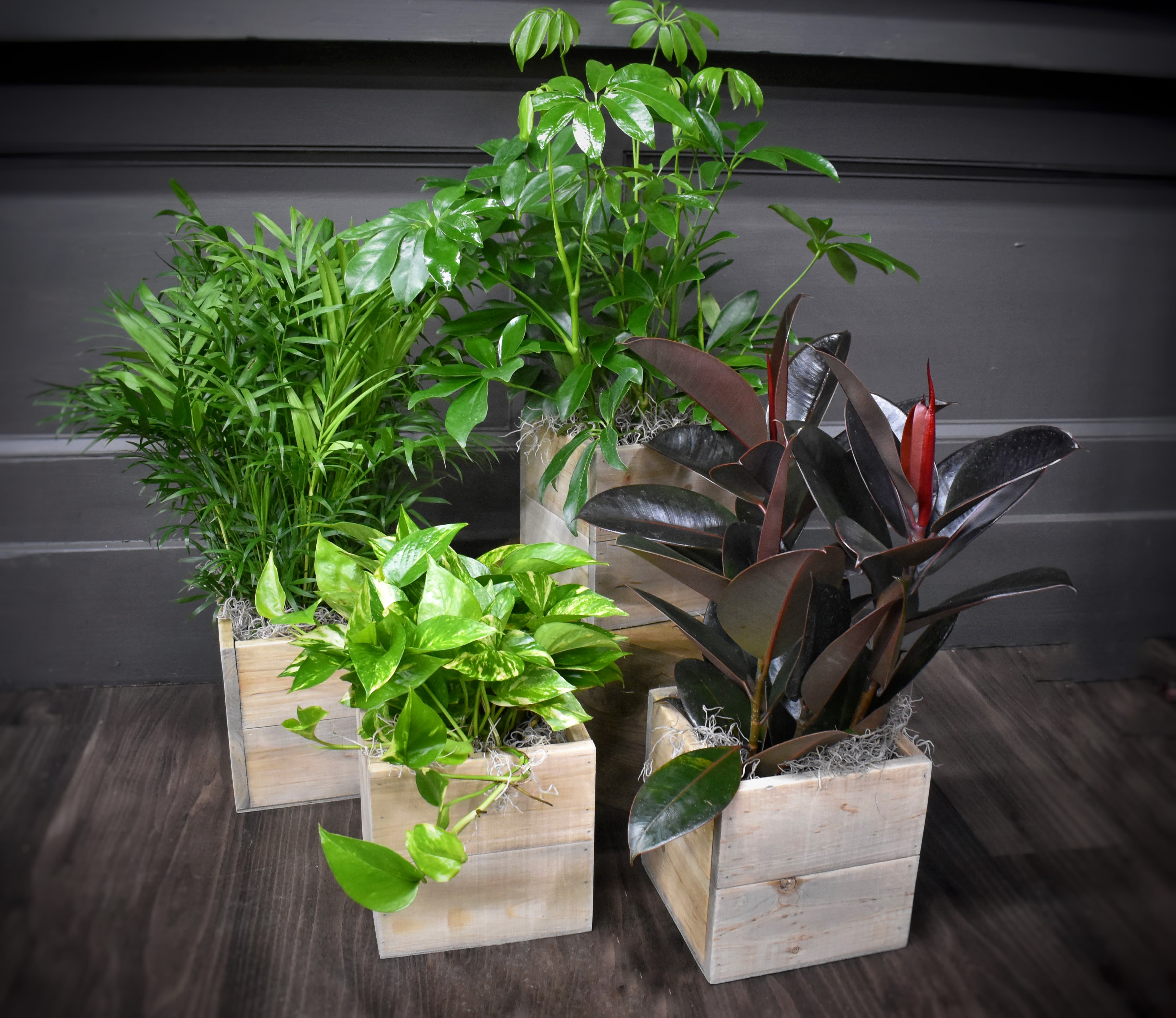 Four potted houseplants in square wooden planters