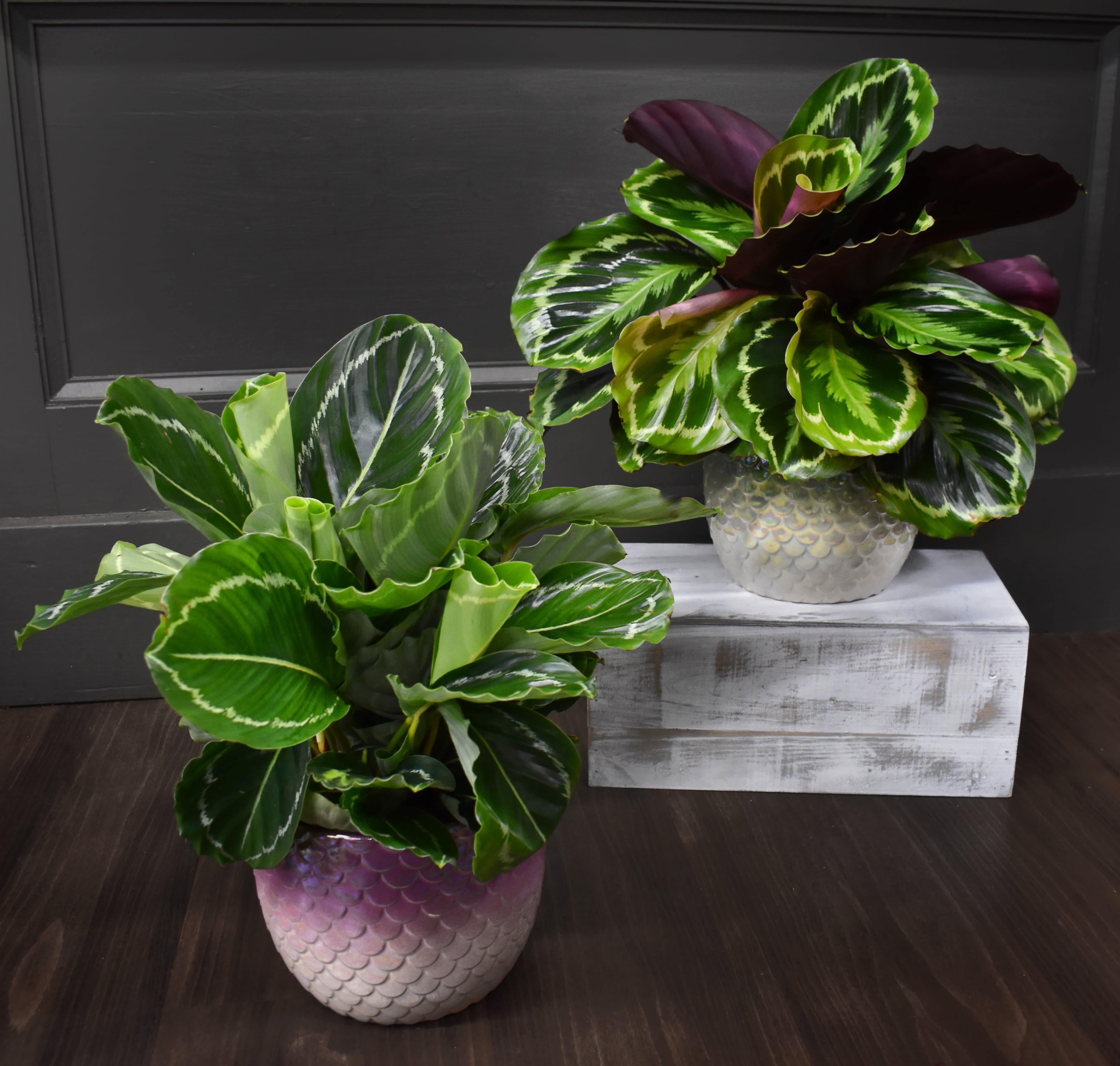 Calathea Mermaidia  - A large pet-friendly Calathea in a shiny scaled pot that reminds us of a mermaid! This plant appreciates bright diffused light and consistent water. As a relative to prayer plants, you’ll see this plant move with the light of the day. 