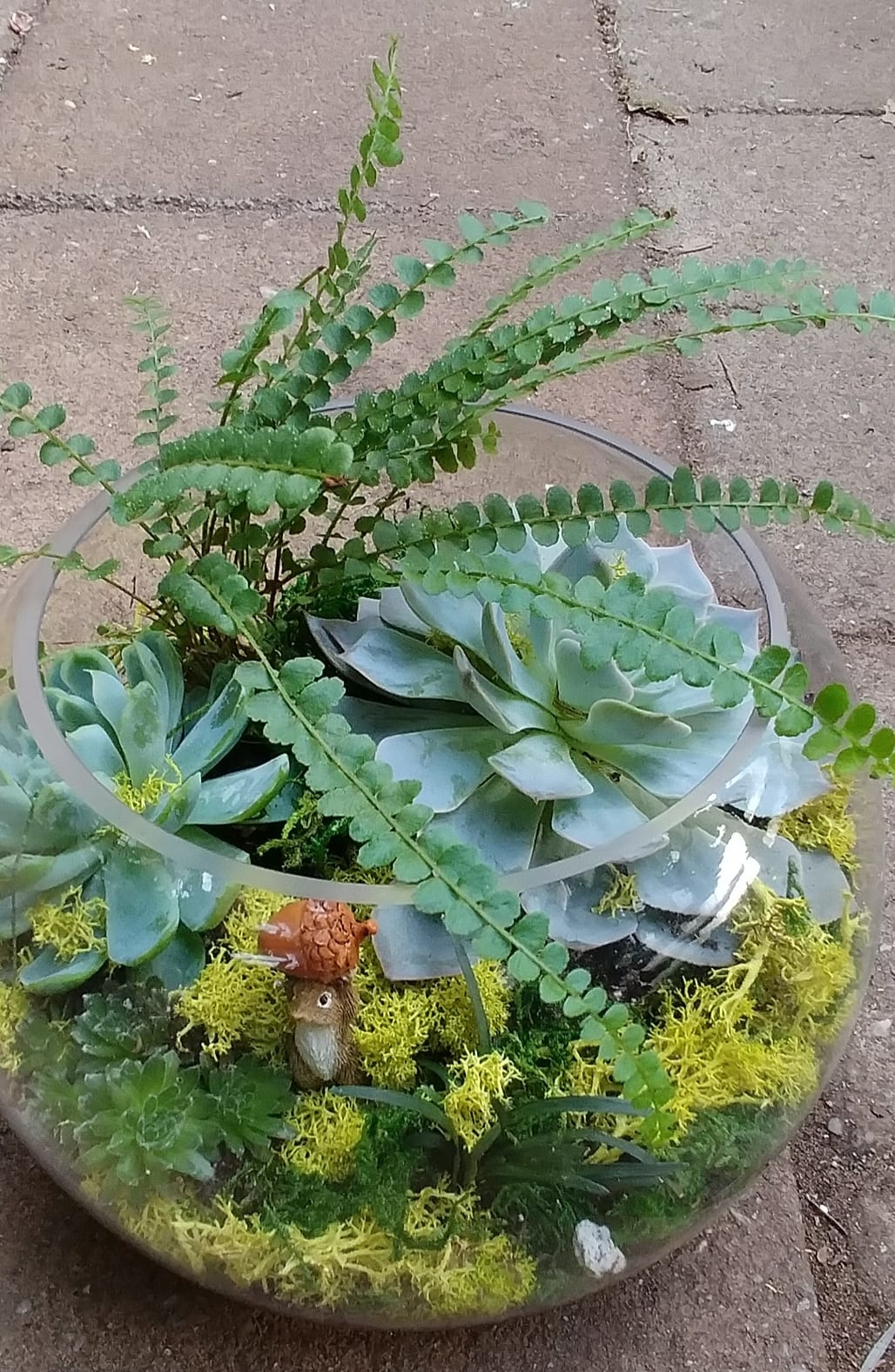 Glass bowl terrarium with succulents and fern fronds