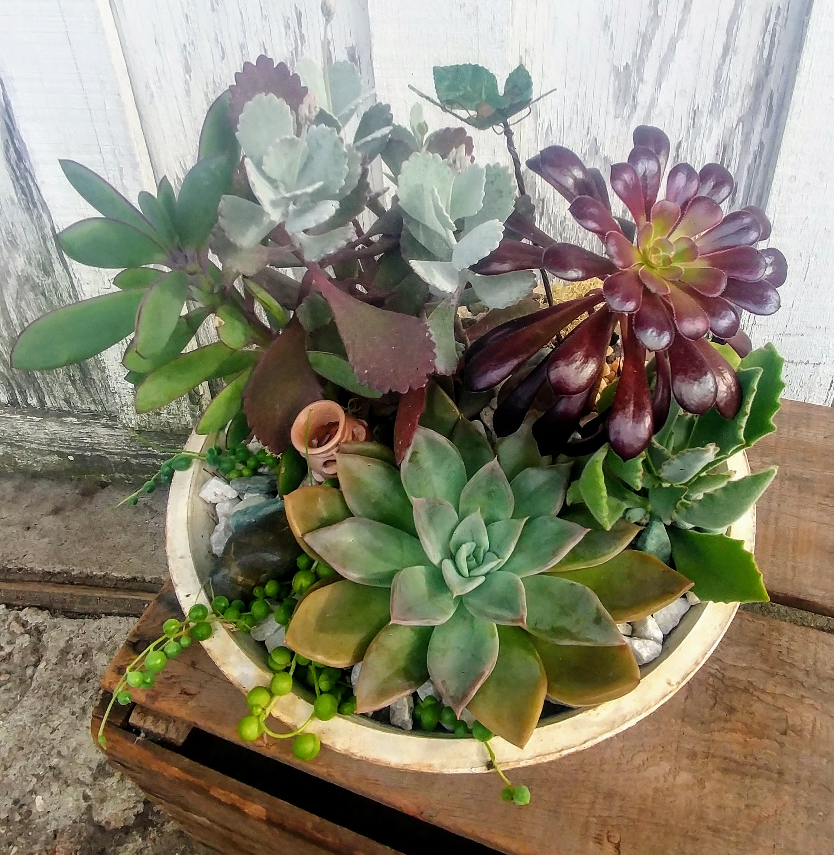 Succulent arrangement in a shallow round planter with mixed rosettes and trailing beads.