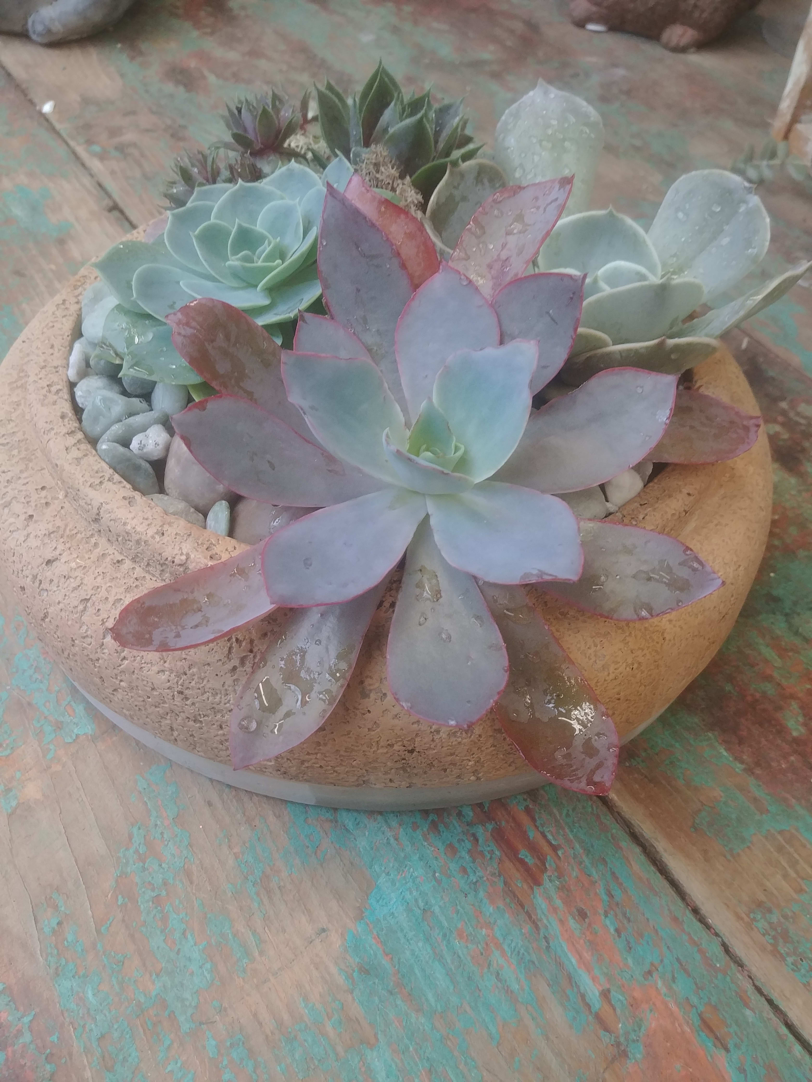 Succulent arrangement in a shallow round bowl with decorative stones