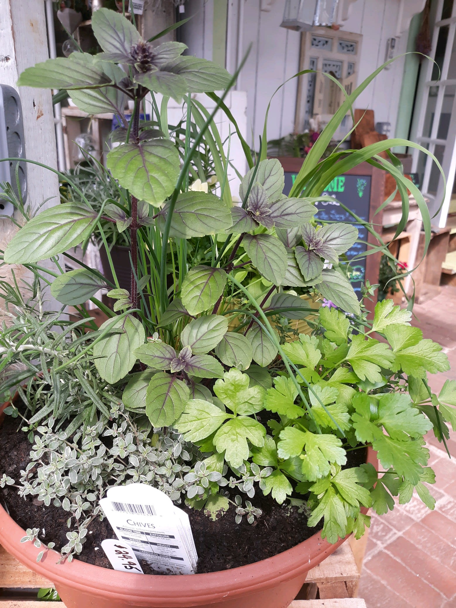 Potted herb planter with mixed green herbs in a terracotta container