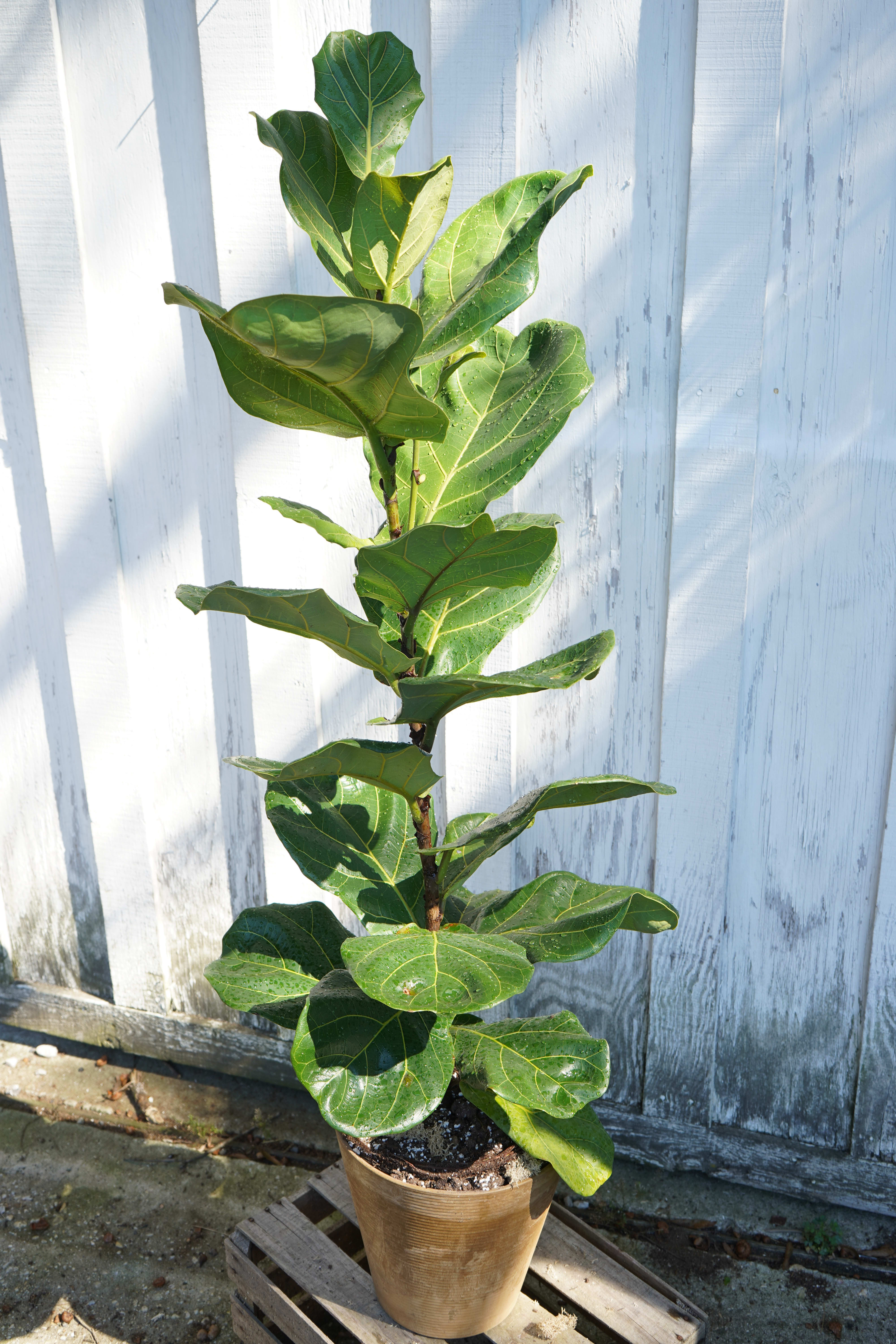 Potted fiddle leaf fig plant with large green leaves