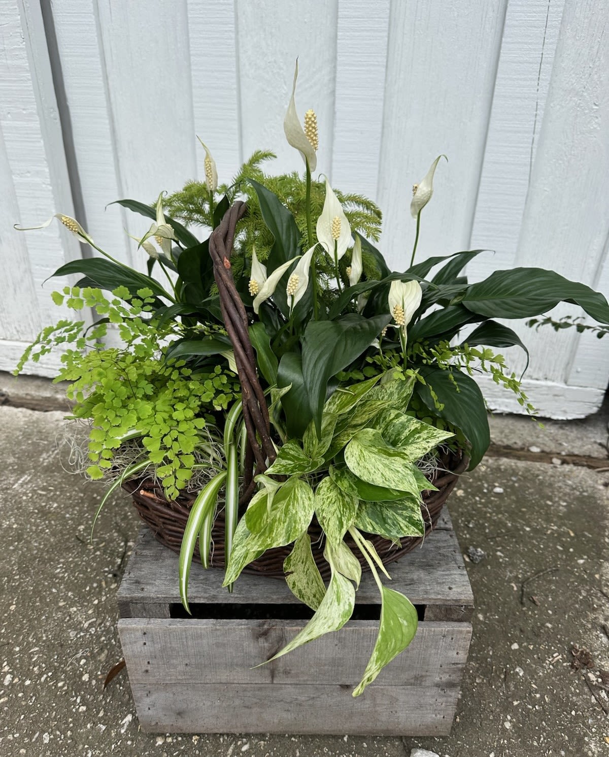 Basket arrangement of white peace lilies and assorted green plants