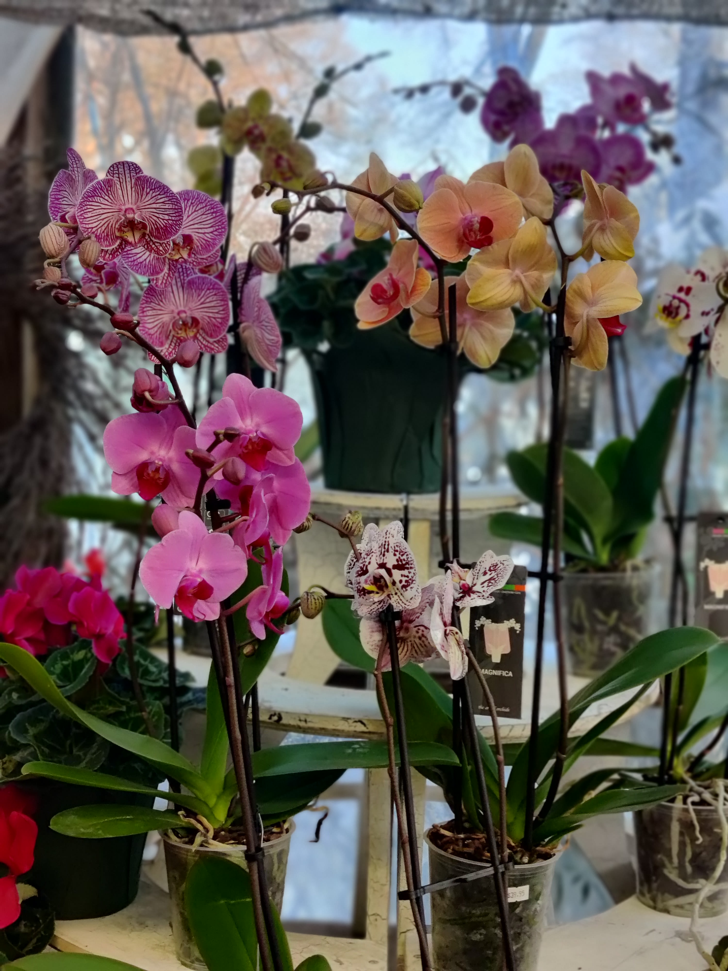 Potted orchids with pink, peach, and speckled blooms on display