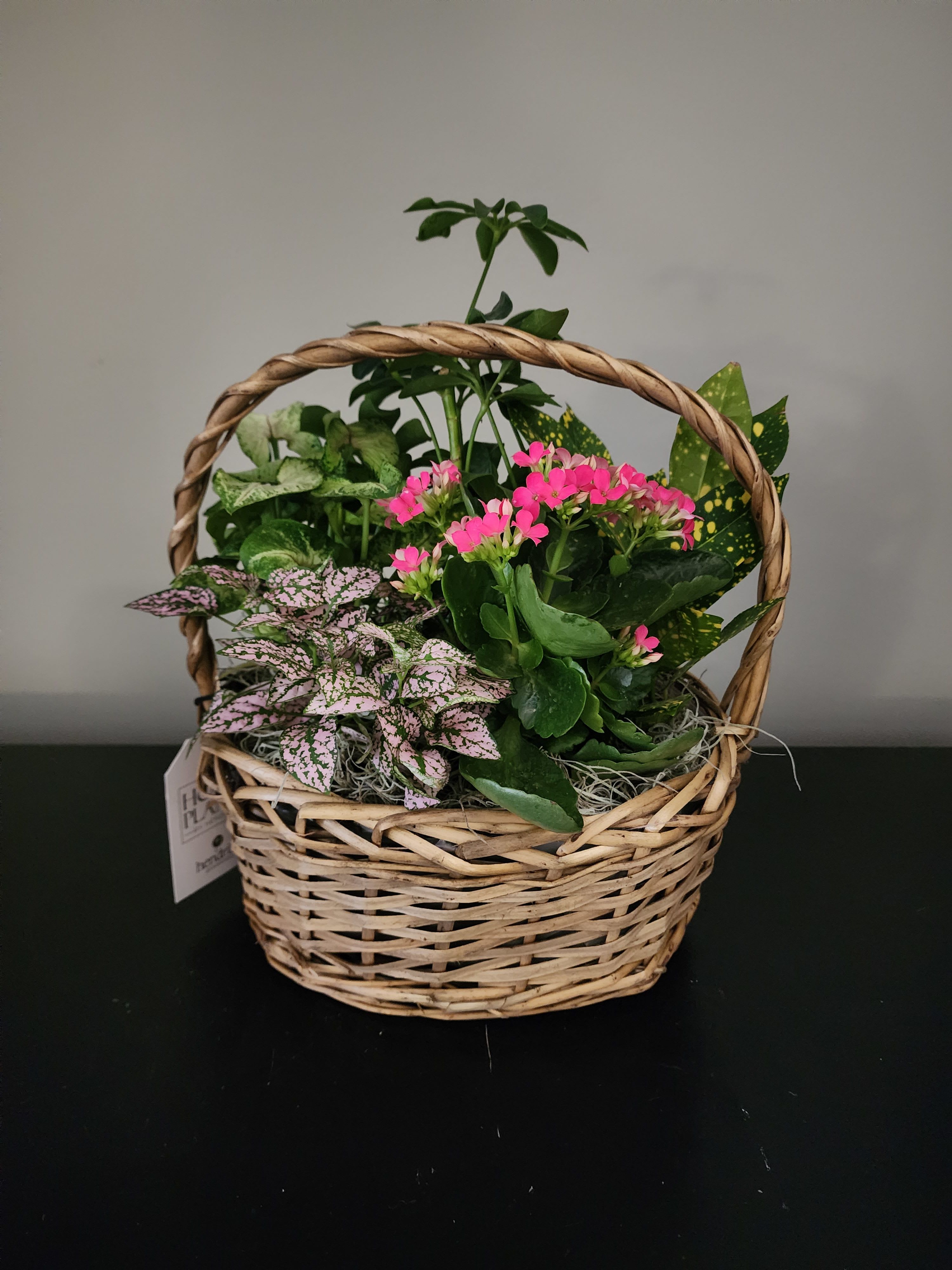 Basket garden of assorted green plants with small bright pink blooms in a woven handled basket