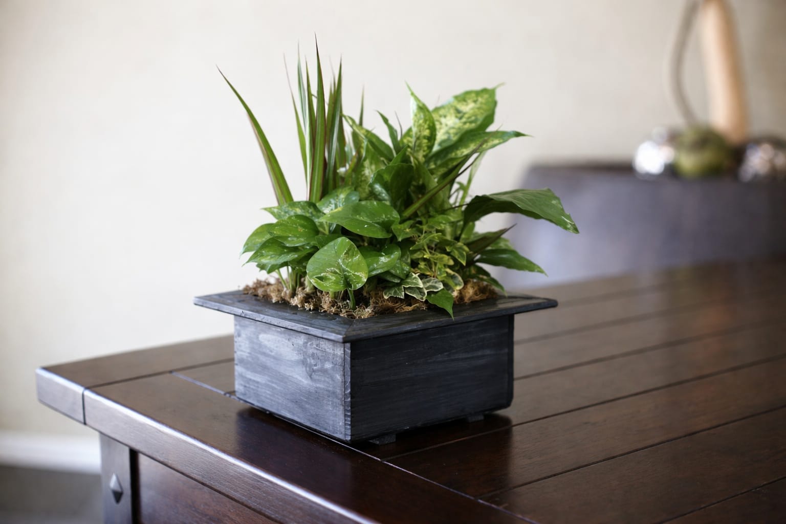 Potted green plant arrangement in a black square container on a table