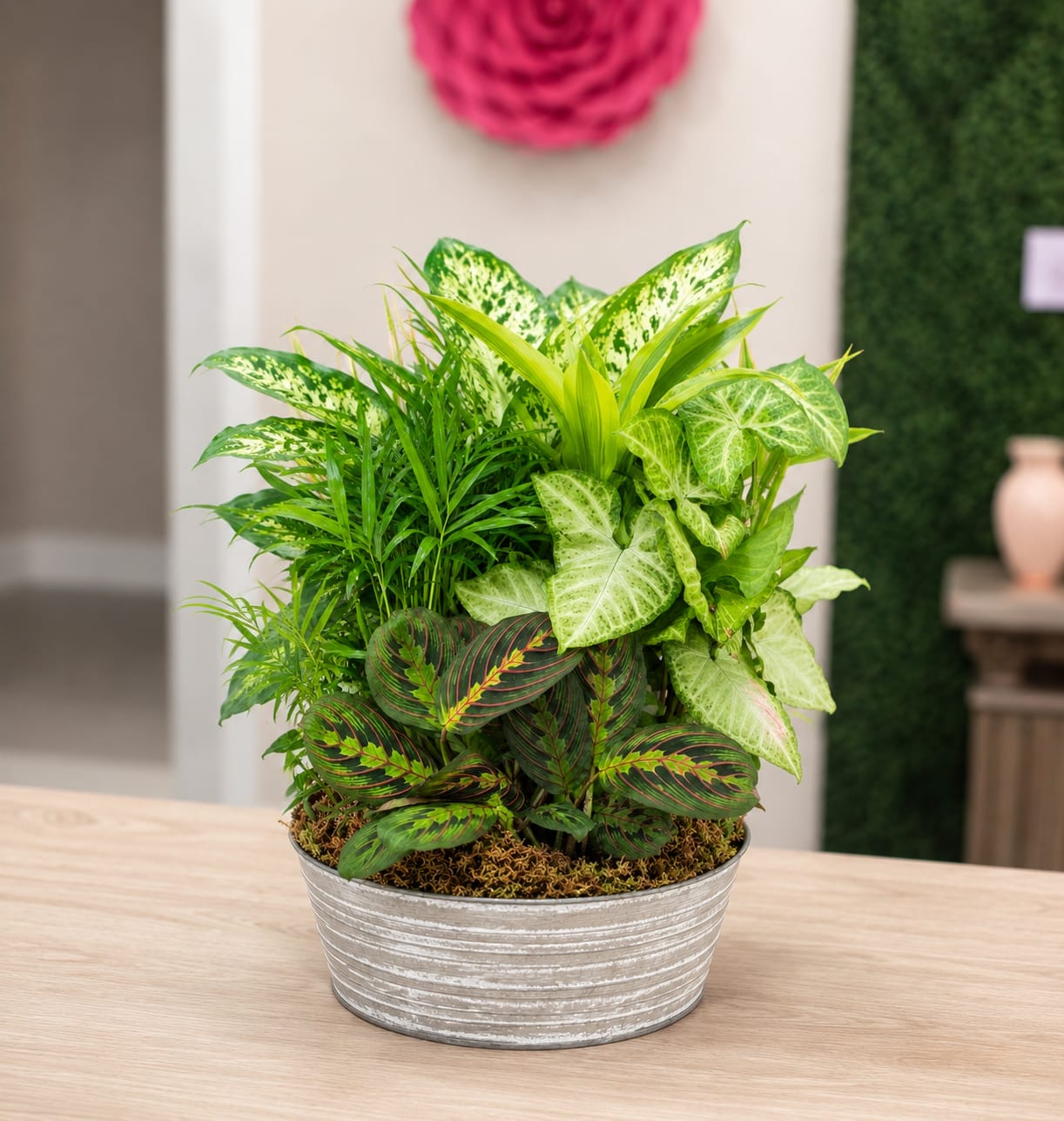 Metal Container Dish Garden  - Who says you need to go outside to enjoy the natural beauty of a green landscape? Our classic dish garden is hand-designed with a lush variety of fresh plants to spruce up any indoor space. Set in a charming Metal Container (Design and color of container Depends on availability) with a ribbon, it’s a thoughtful gift for birthdays, housewarmings, funeral services or any occasion you want to send a smile.  (In delivery notes at checkout please let us know what color bow you would like for us to add on the plant.) This dish garden is hand-crafted with the freshest green plants available  Planter design and color may vary due to regional availability(If you'd like a specific planter type please call to check before placing your order)  Large measures approximately 14"D -  Medium measures approximately 12"D -  Small measures approximately 10"D - 