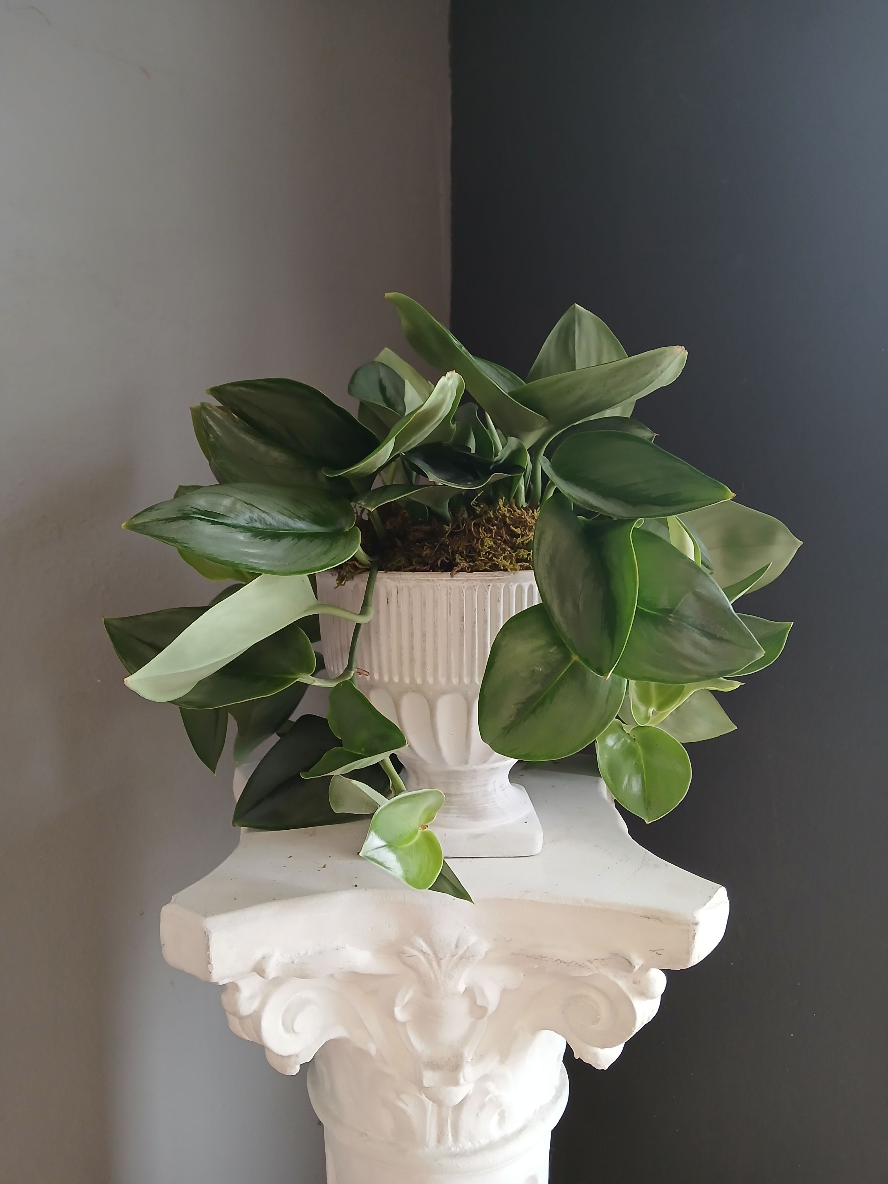 #PL32 Moonlight Pothos - Moonlight pothos in concrete pedestal