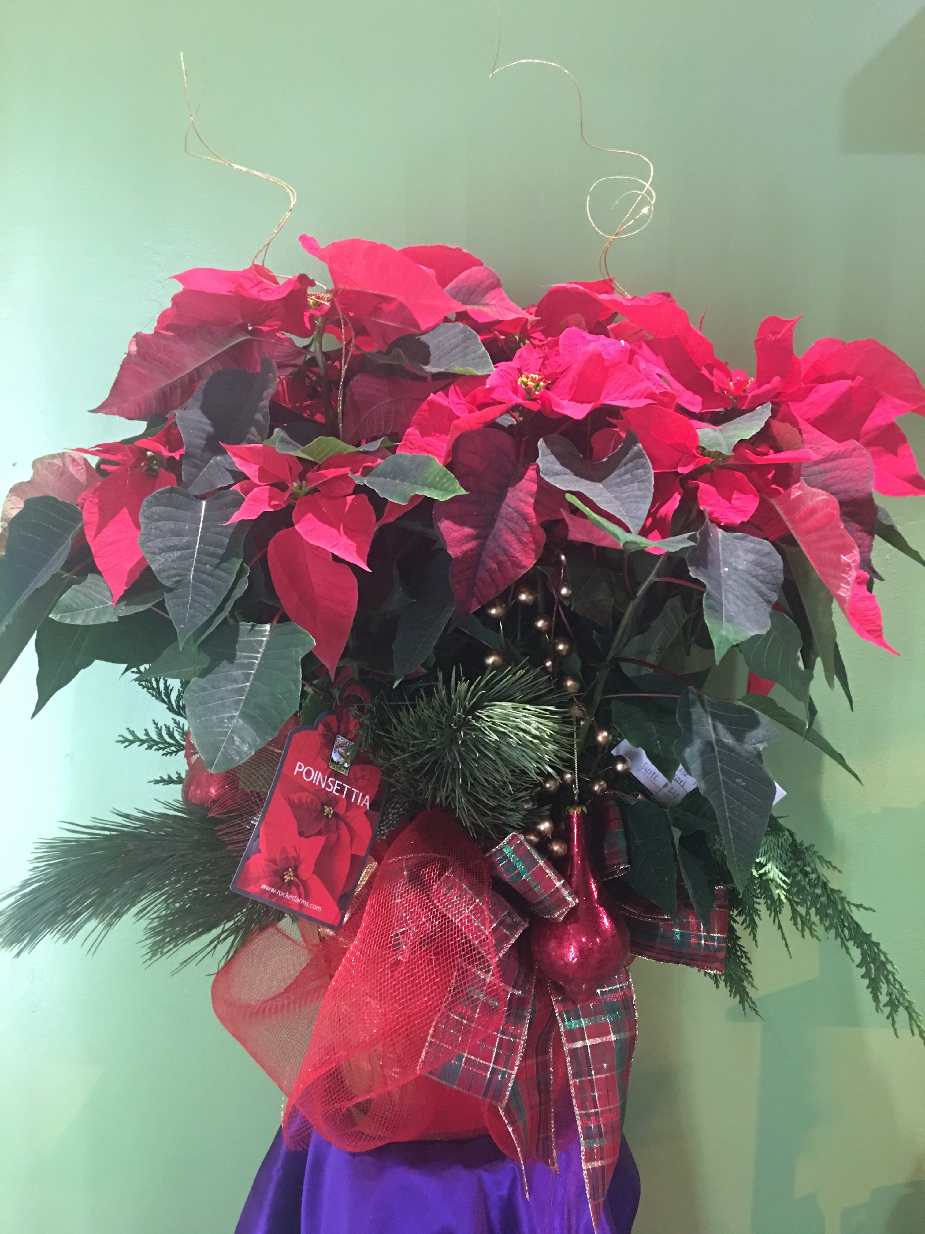 Poinsettia arrangement with red blooms and holiday ribbon
