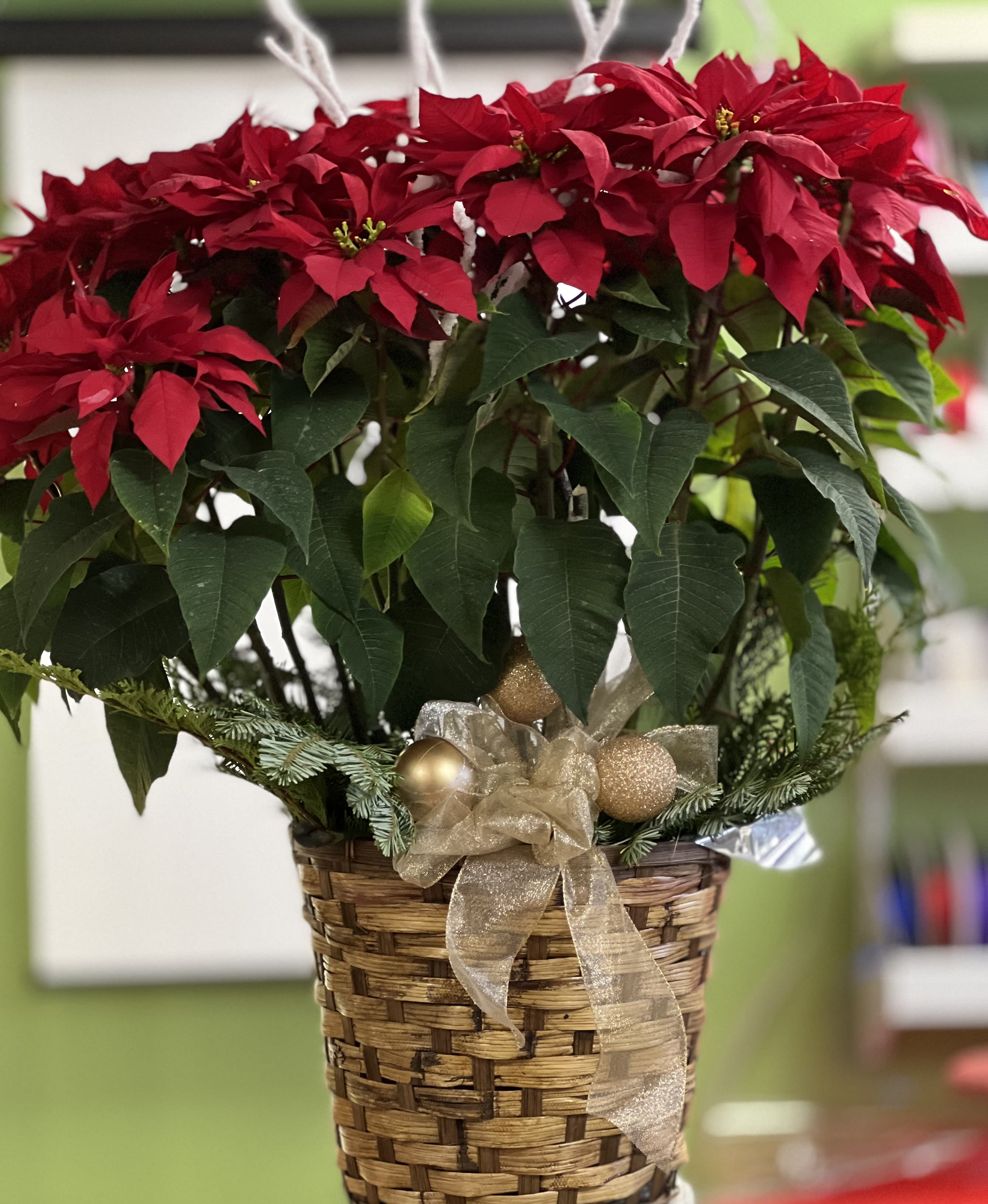 Red poinsettia plant in a woven basket with a gold ribbon