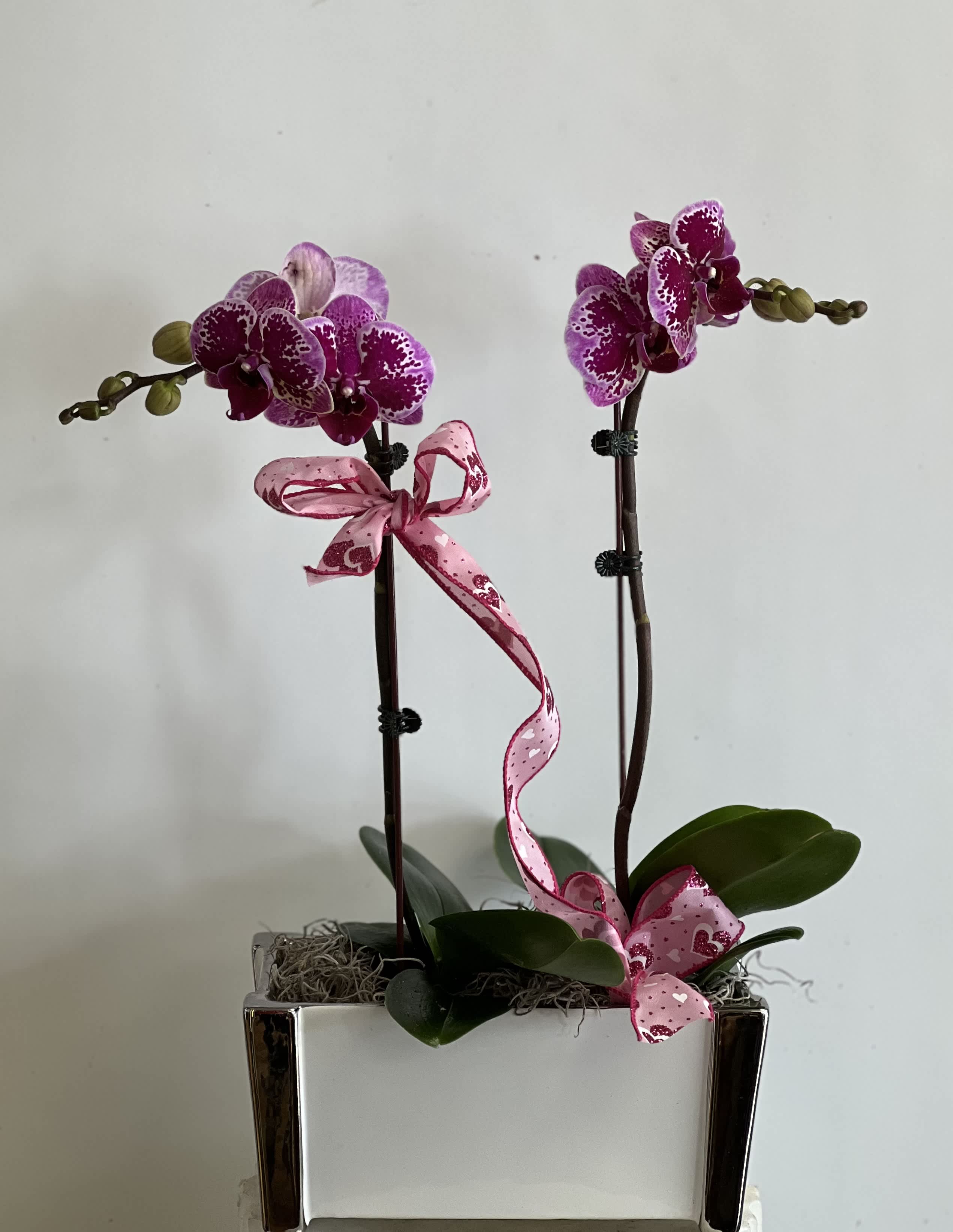 Two purple orchids in a white square planter with pink ribbon bows