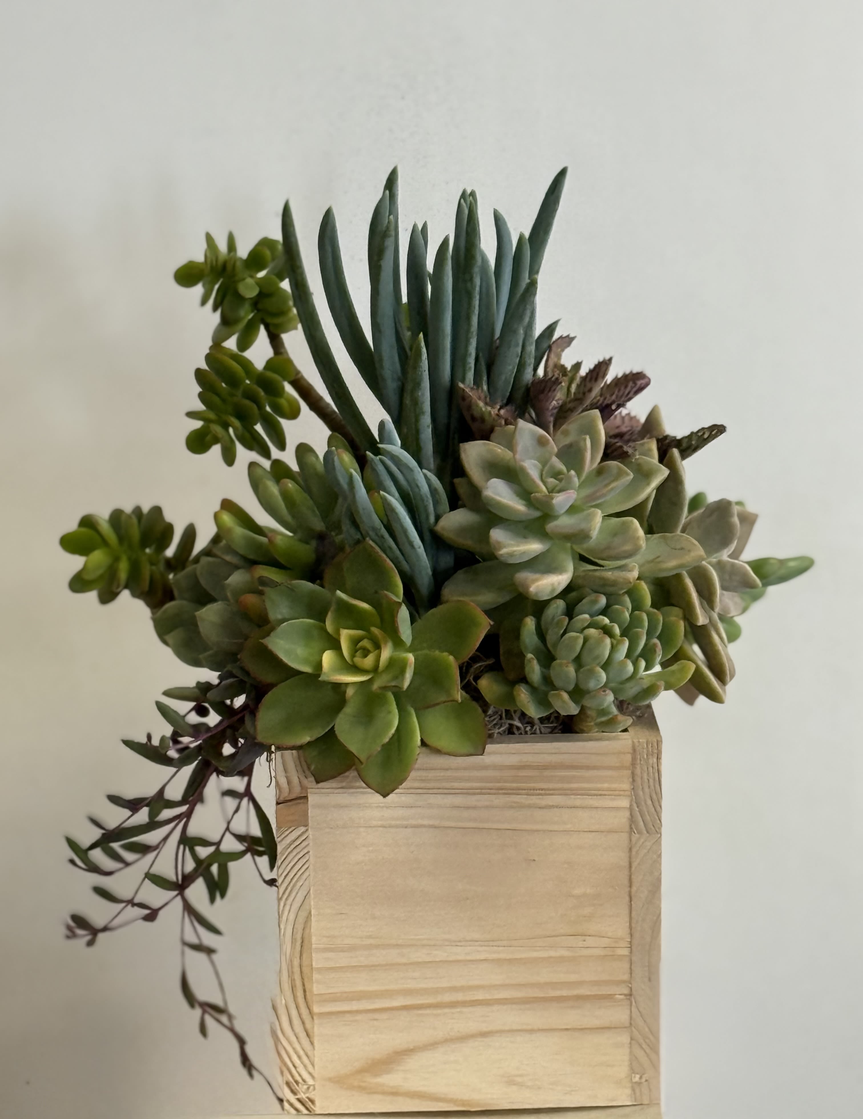 Succulent arrangement in a wooden box planter