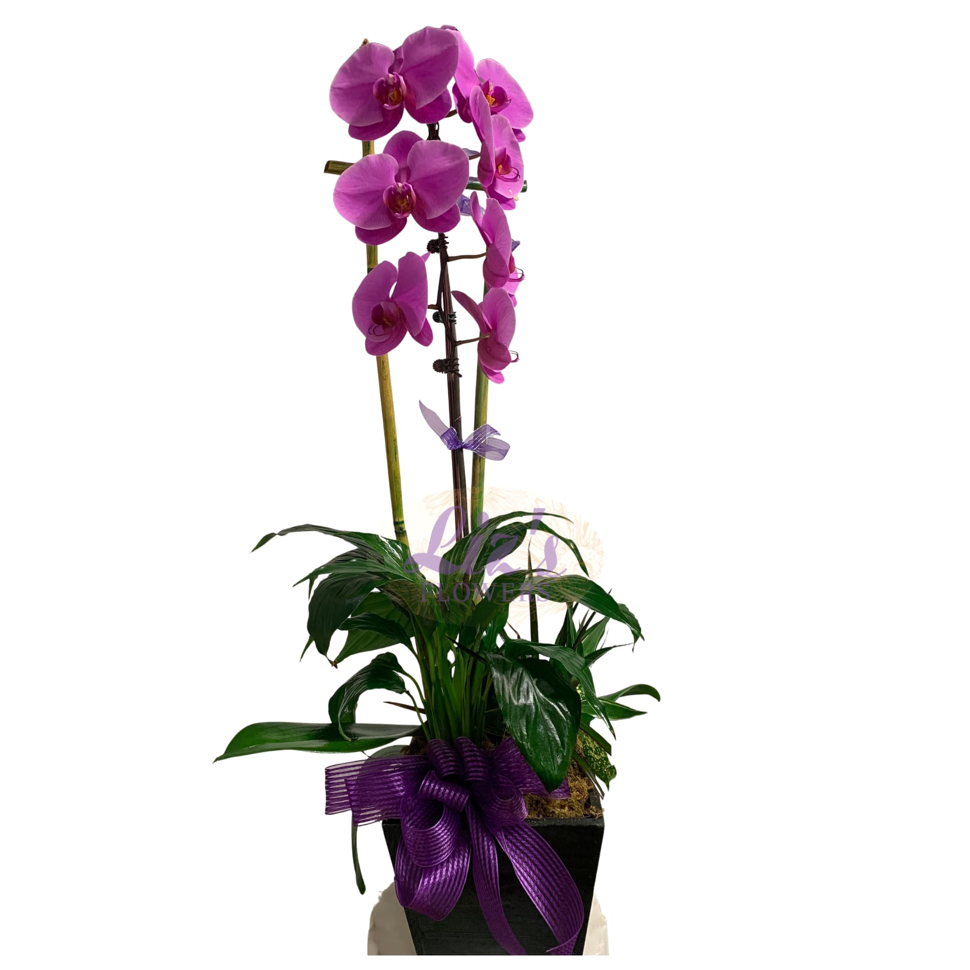 Potted purple orchid plant with a ribbon bow