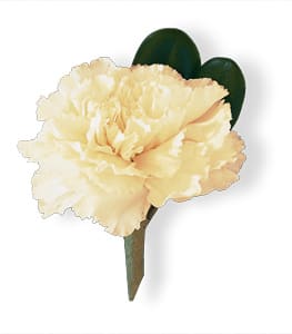 Cream carnation boutonniere with dark green leaves