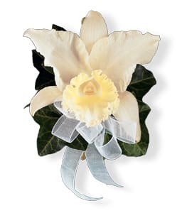 Cream orchid corsage with a pale ribbon bow