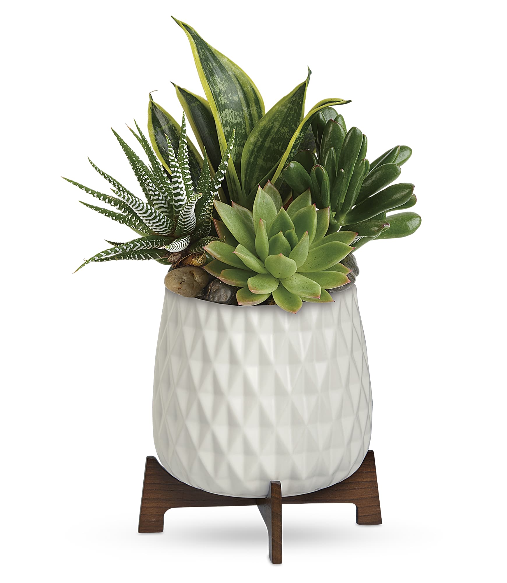 Succulent arrangement in a white textured pot on a wooden stand