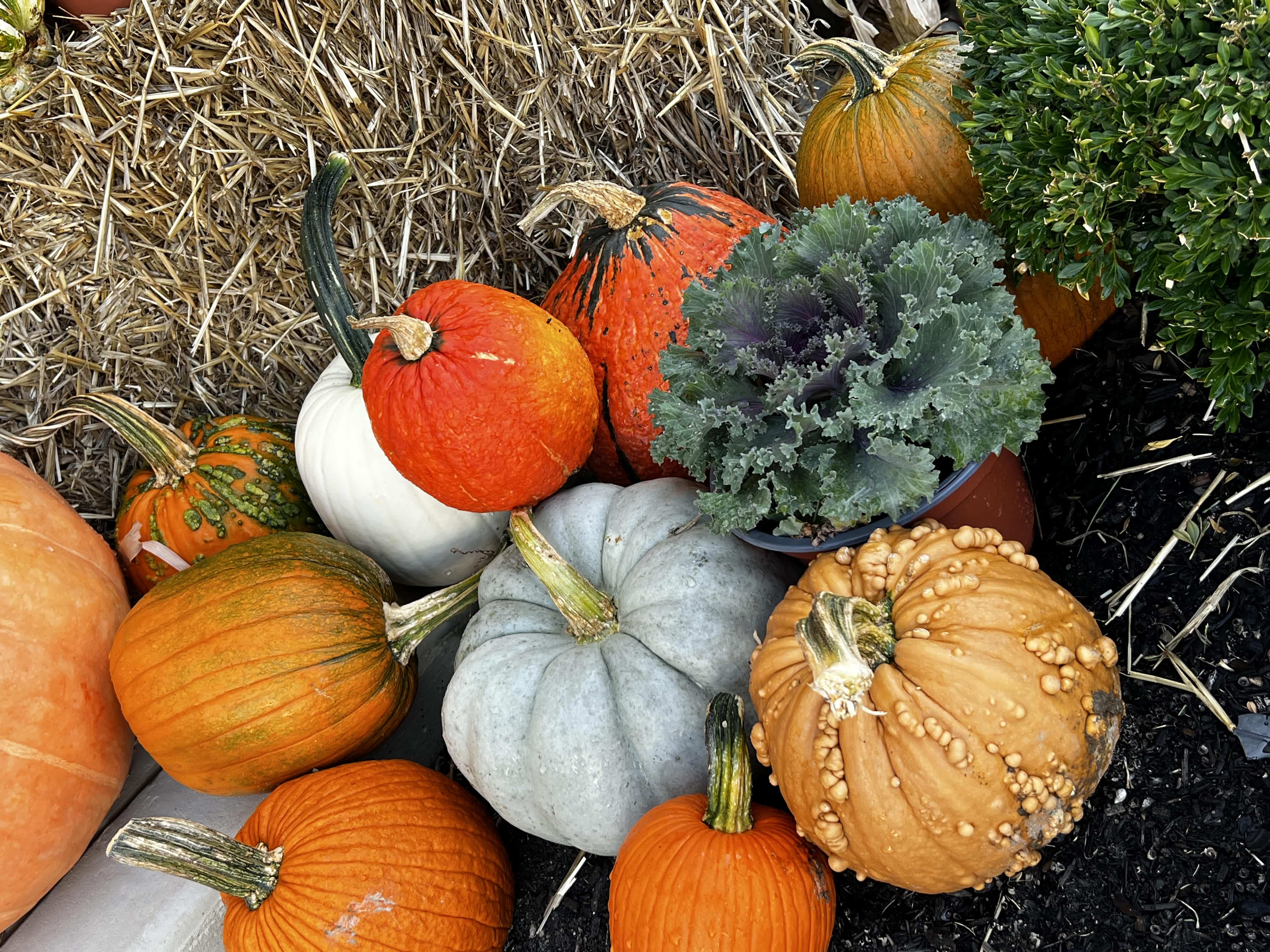 Assorted pumpkins and a potted ornamental cabbage arranged on hay