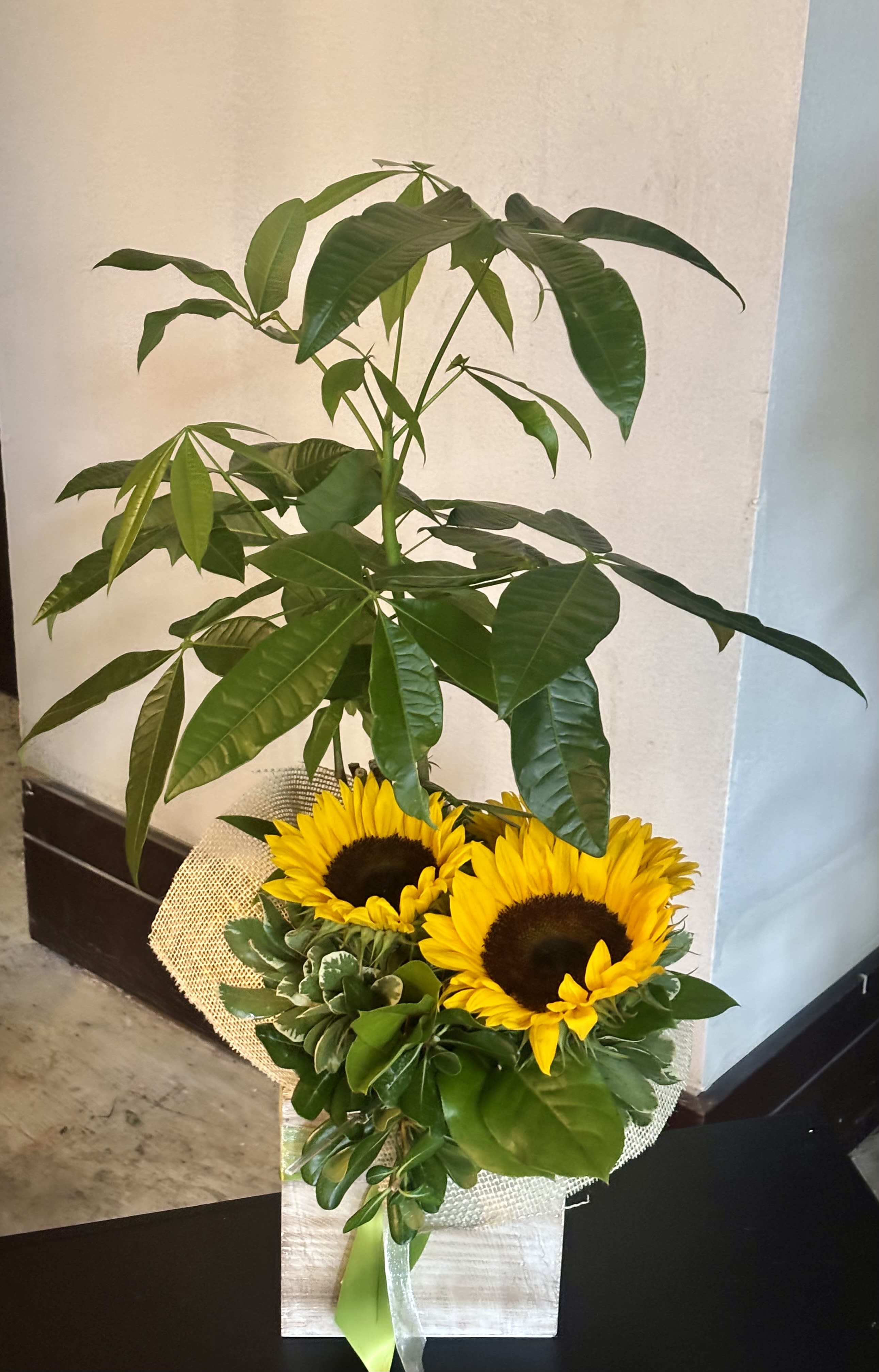 Sunflowers arranged with a tall leafy plant in a wrapped container