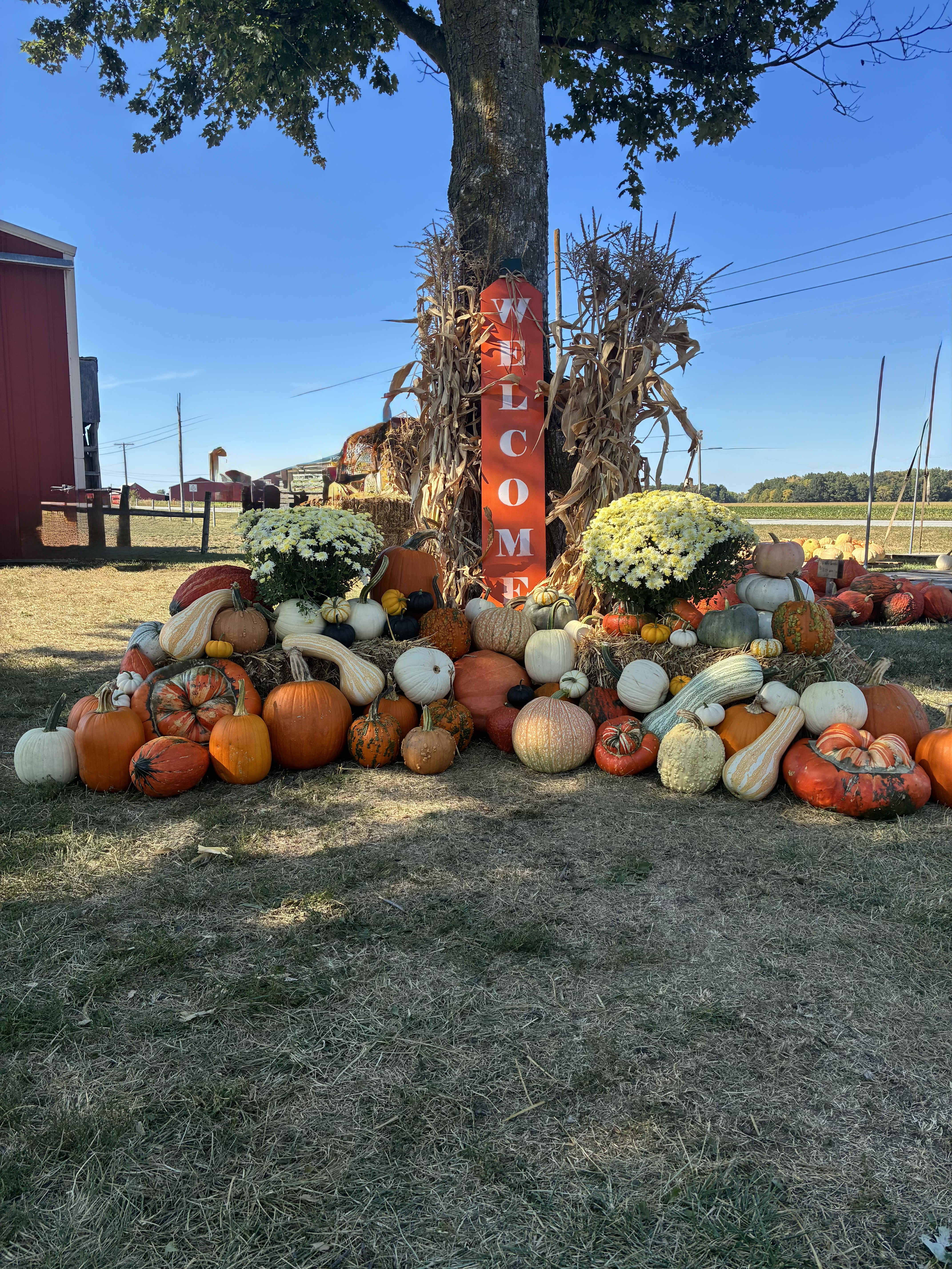 Pumpkin display with two white chrysanthemum mounds and a welcome sign