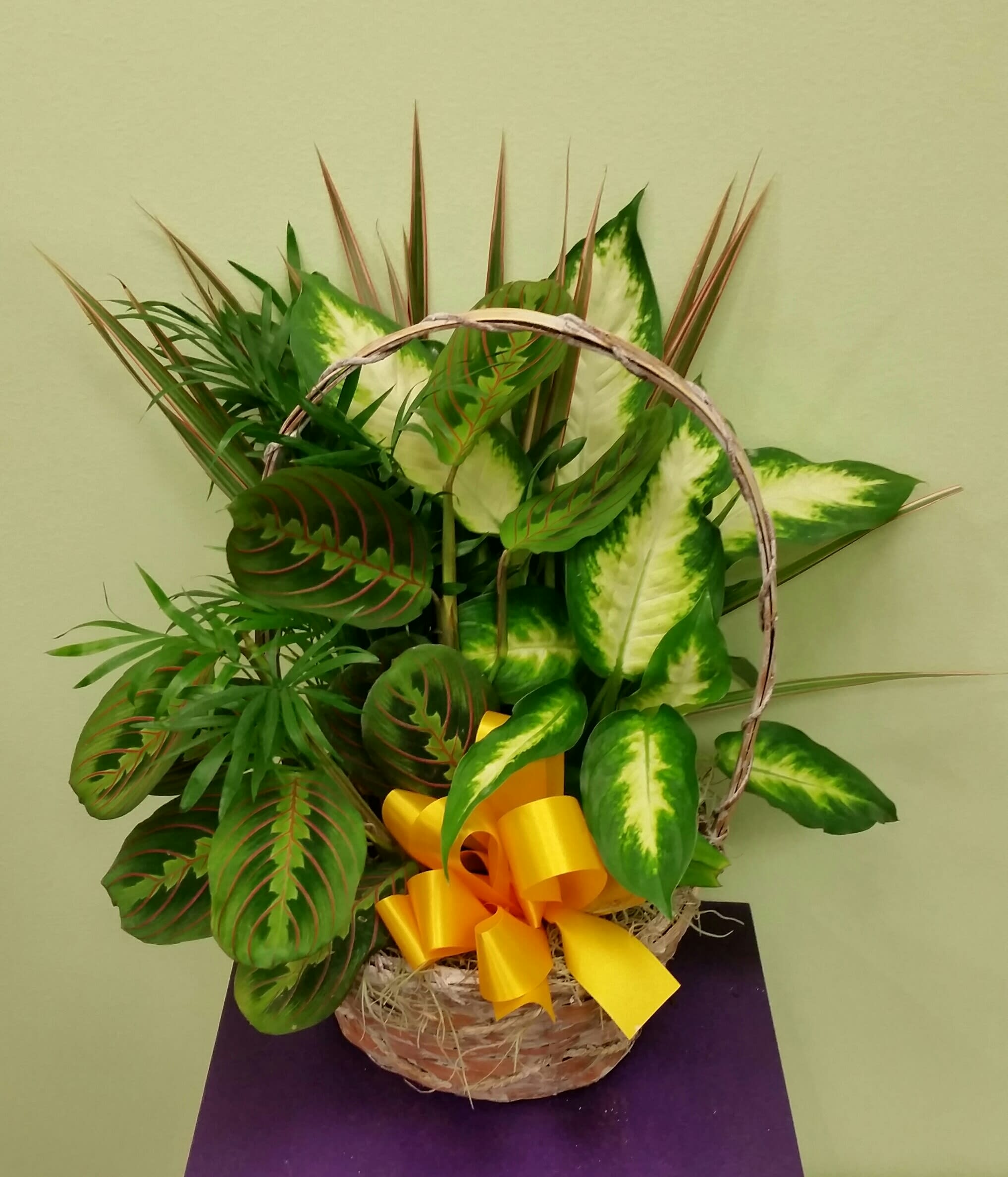 Basket arrangement of assorted green foliage with a yellow ribbon