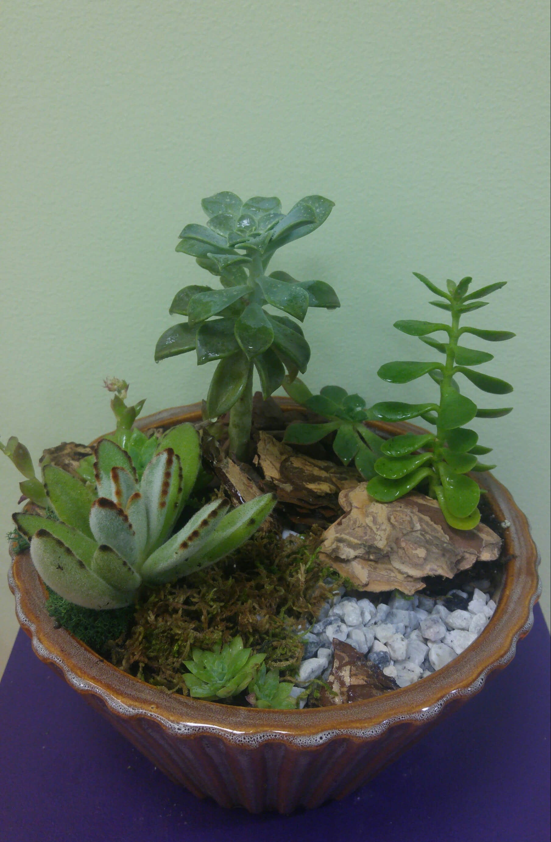 Succulent arrangement in a shallow ceramic bowl with rocks and moss