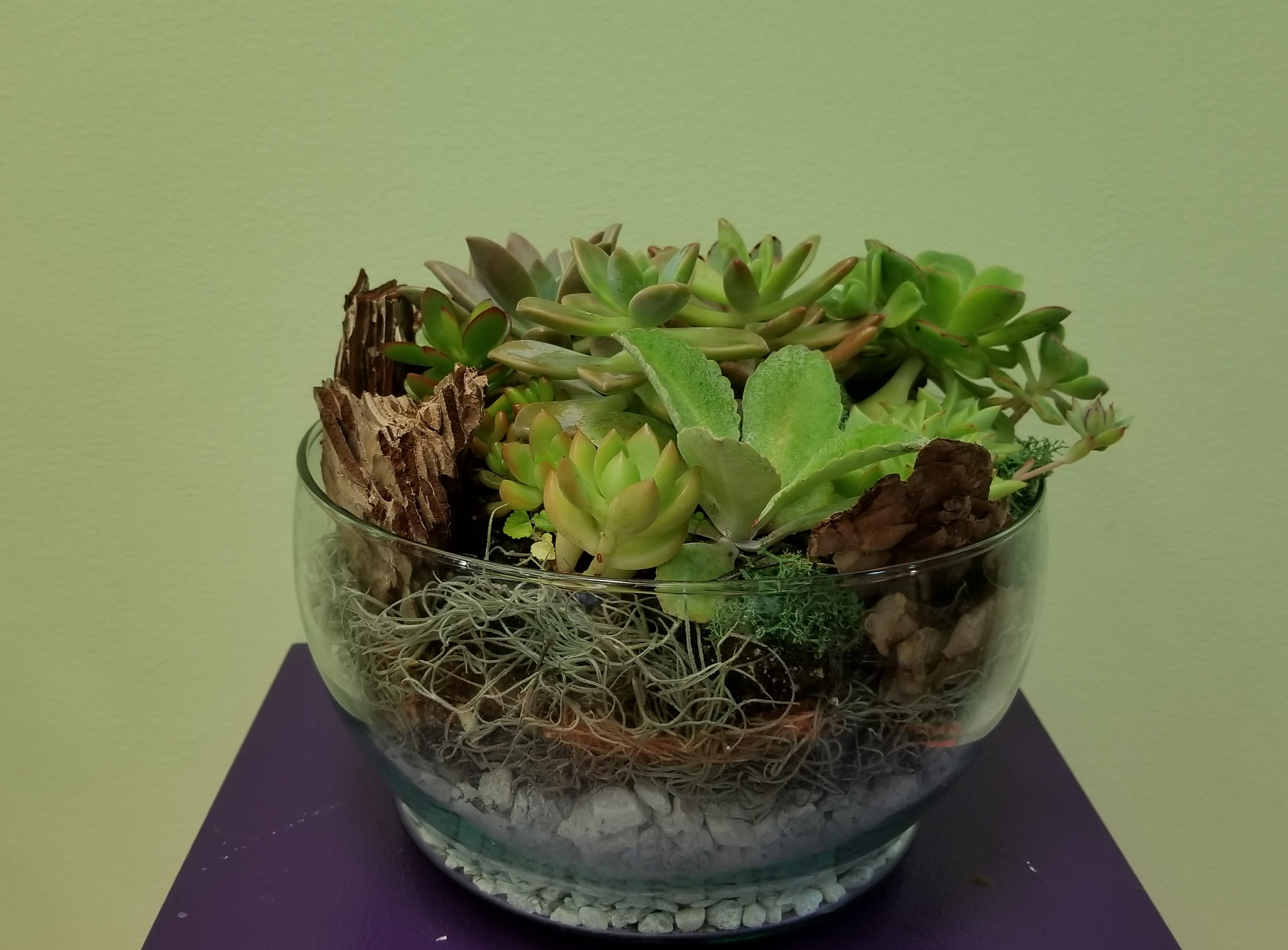 Succulent arrangement in a clear glass bowl with bark and stones