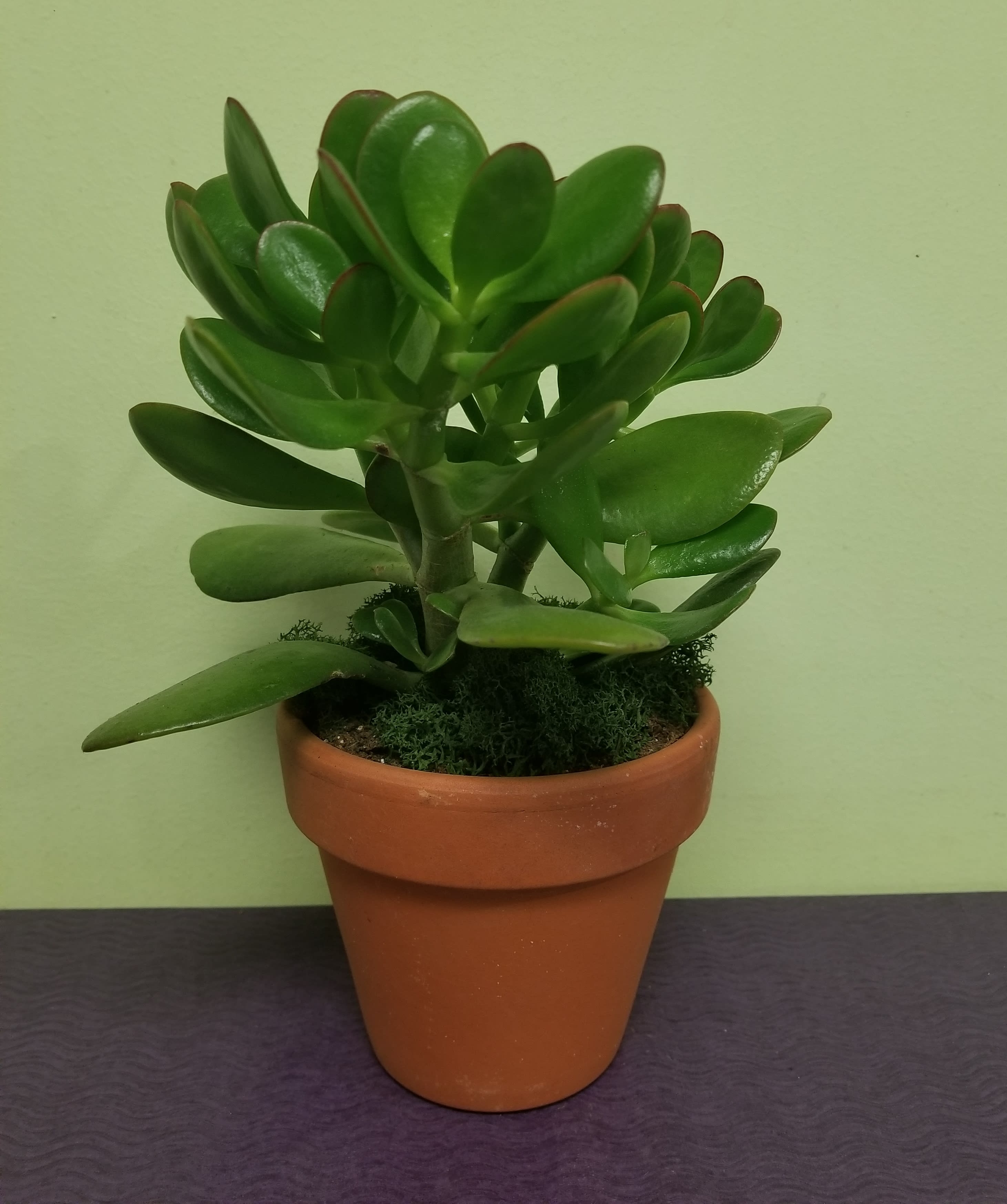 Potted succulent with thick green leaves in a terracotta pot