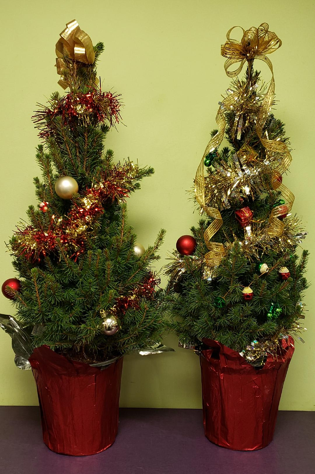 Two small decorated Christmas trees in red pots with gold and red ornaments