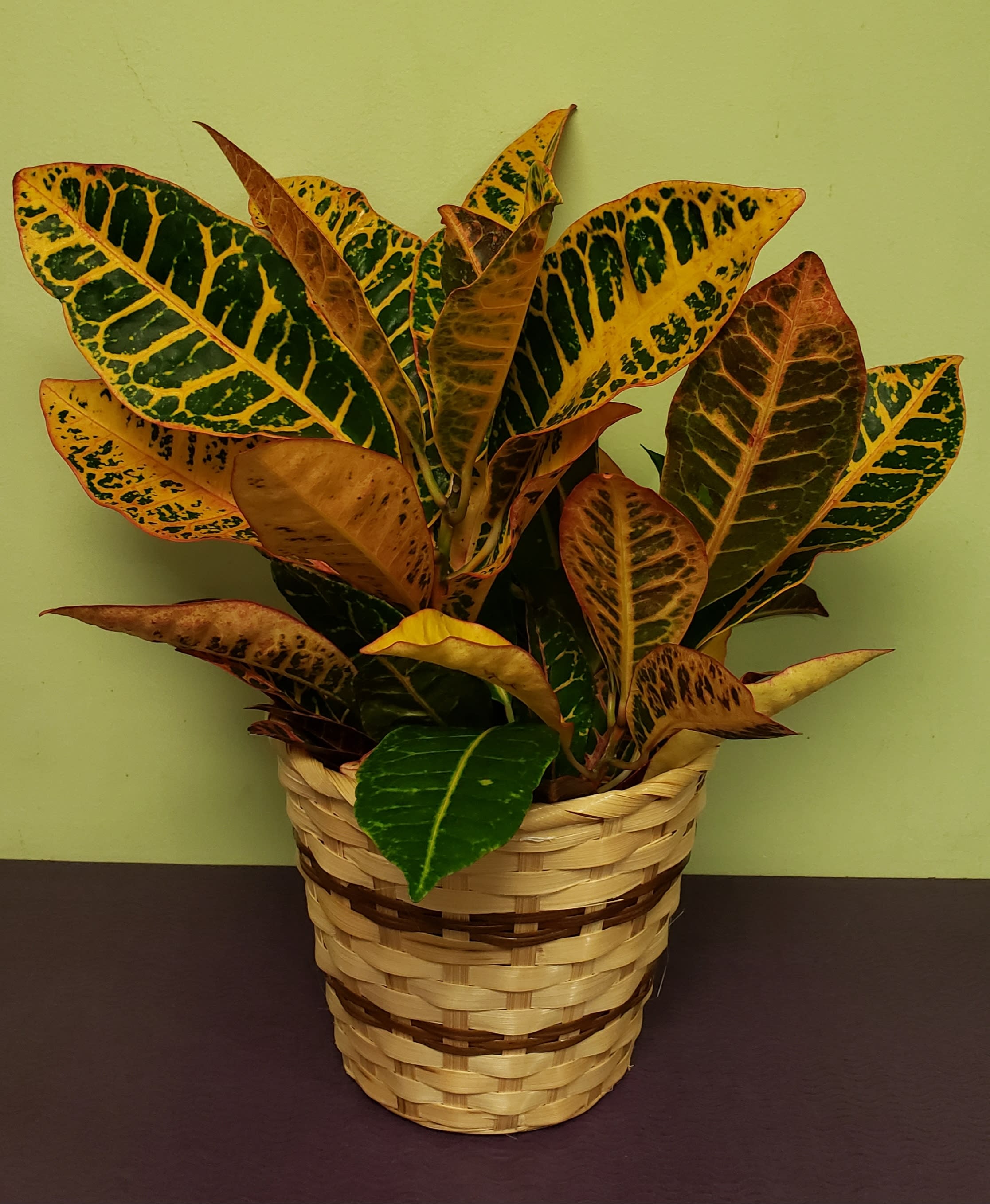 Croton plant in a woven basket planter