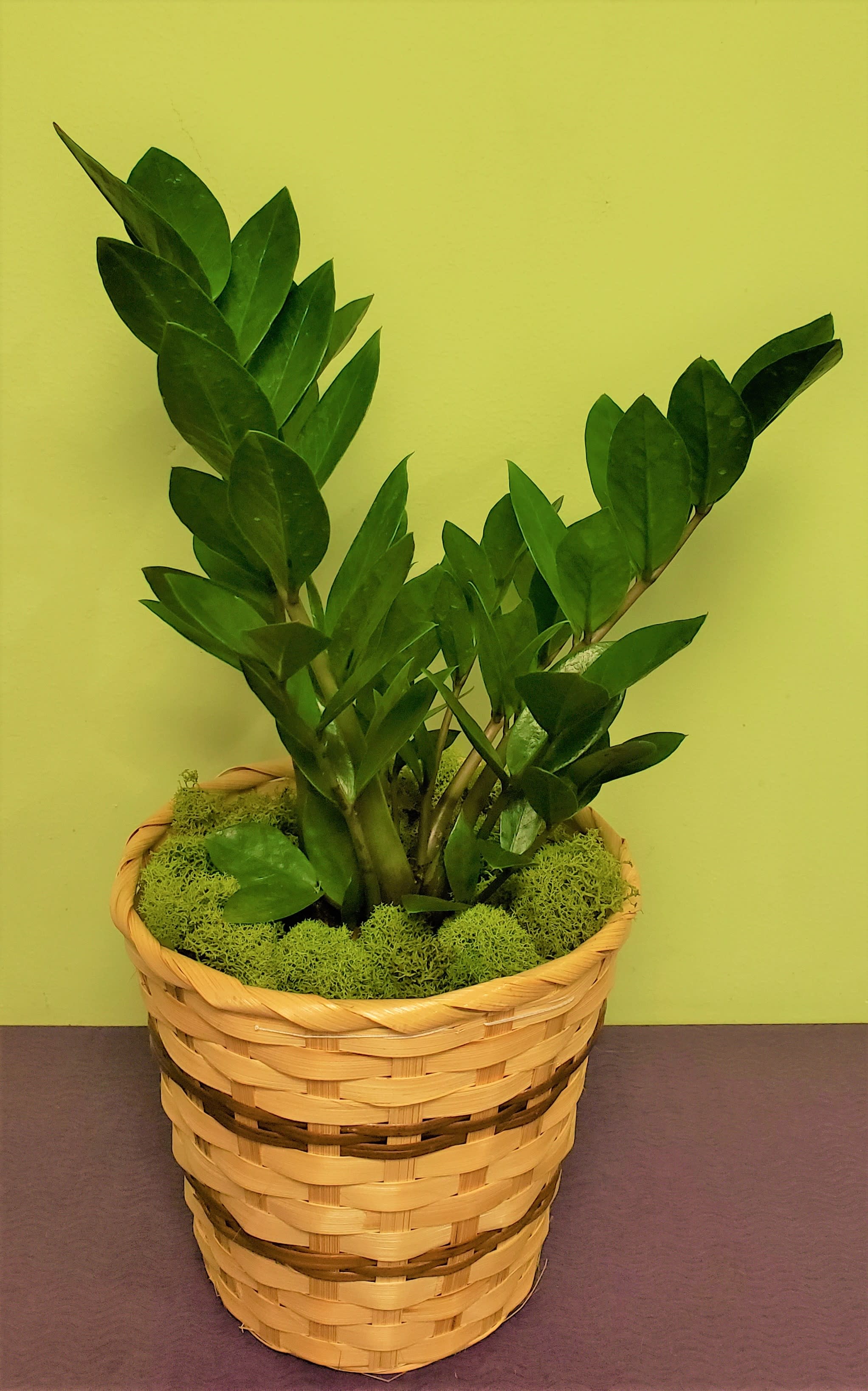 Potted green plant in a woven basket planter