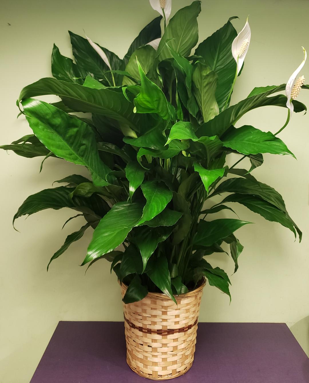 Potted peace lily in a woven basket planter