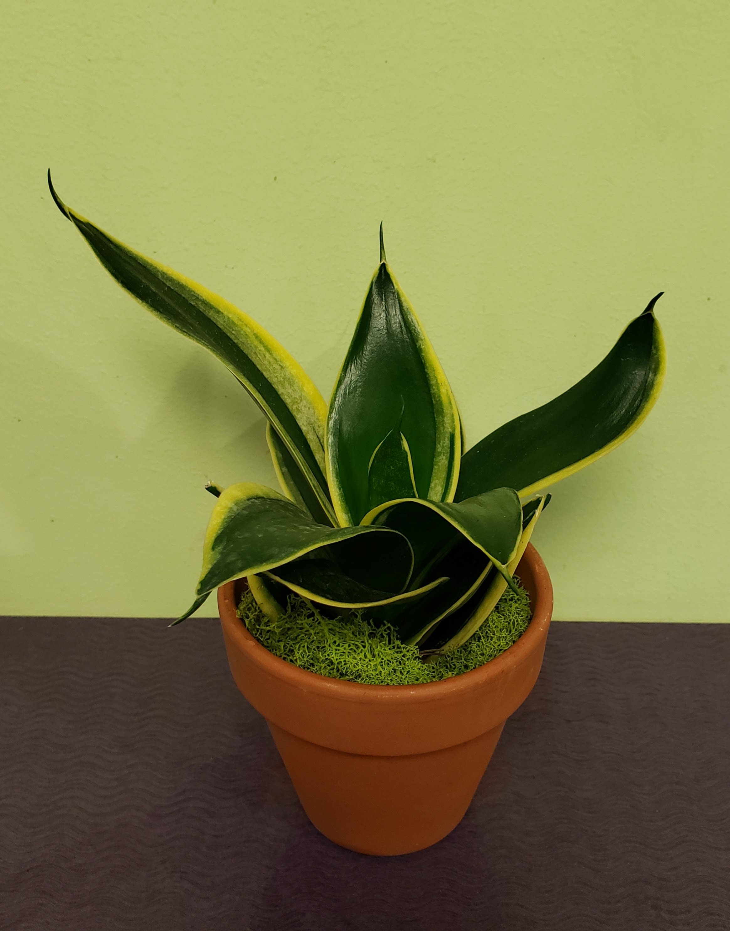Small Snake Plant - One of the top plants for air quality! This is a hardy, slow growing plant that loves to be neglected. Water your plant once every other week and once a month in the winter. The plant comes in a 4" terracotta pot. 