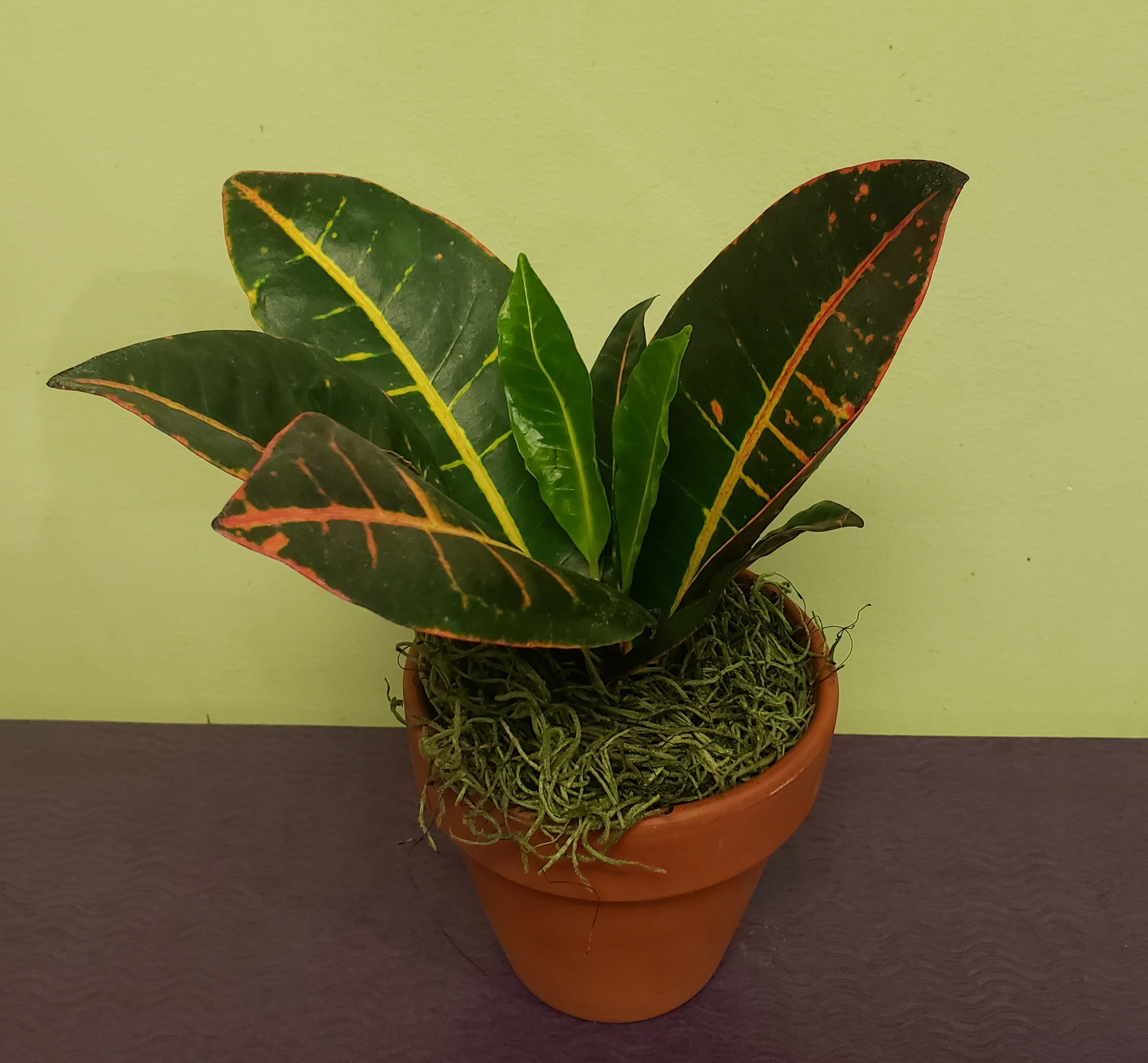 Potted croton plant with variegated dark green and red leaves