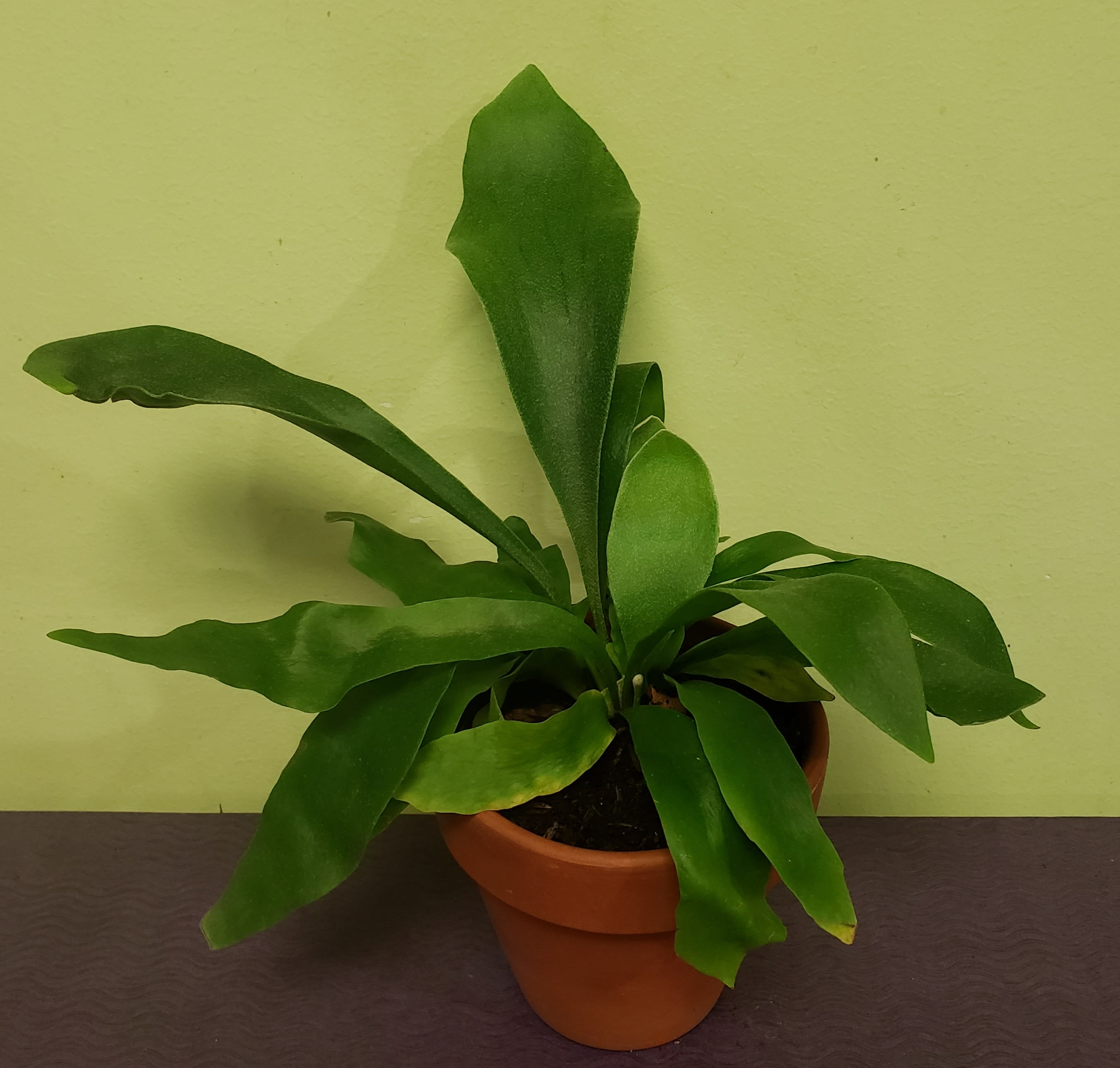 Potted green leafy plant in a terracotta pot