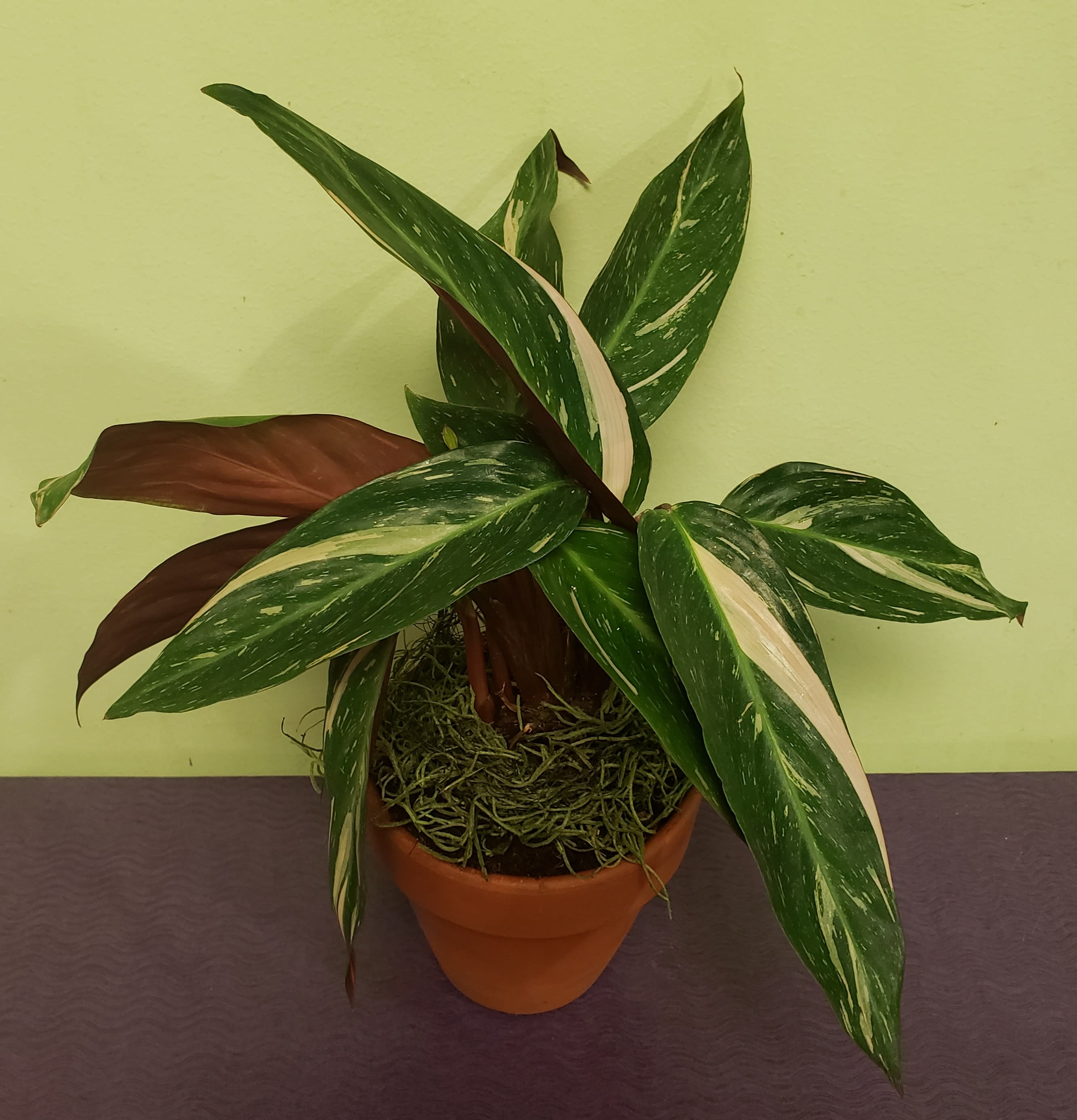 Variegated potted plant with long green and cream leaves in a terracotta pot