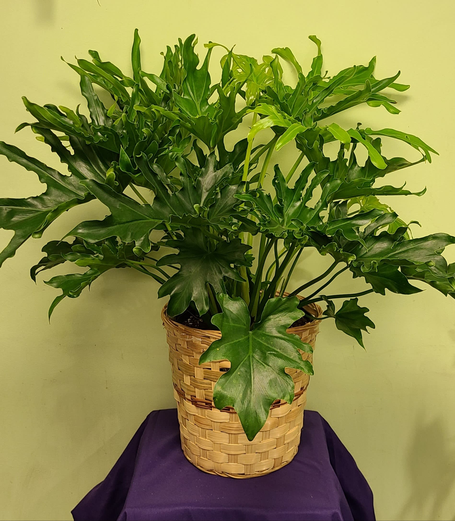 Potted green plant in a woven basket planter