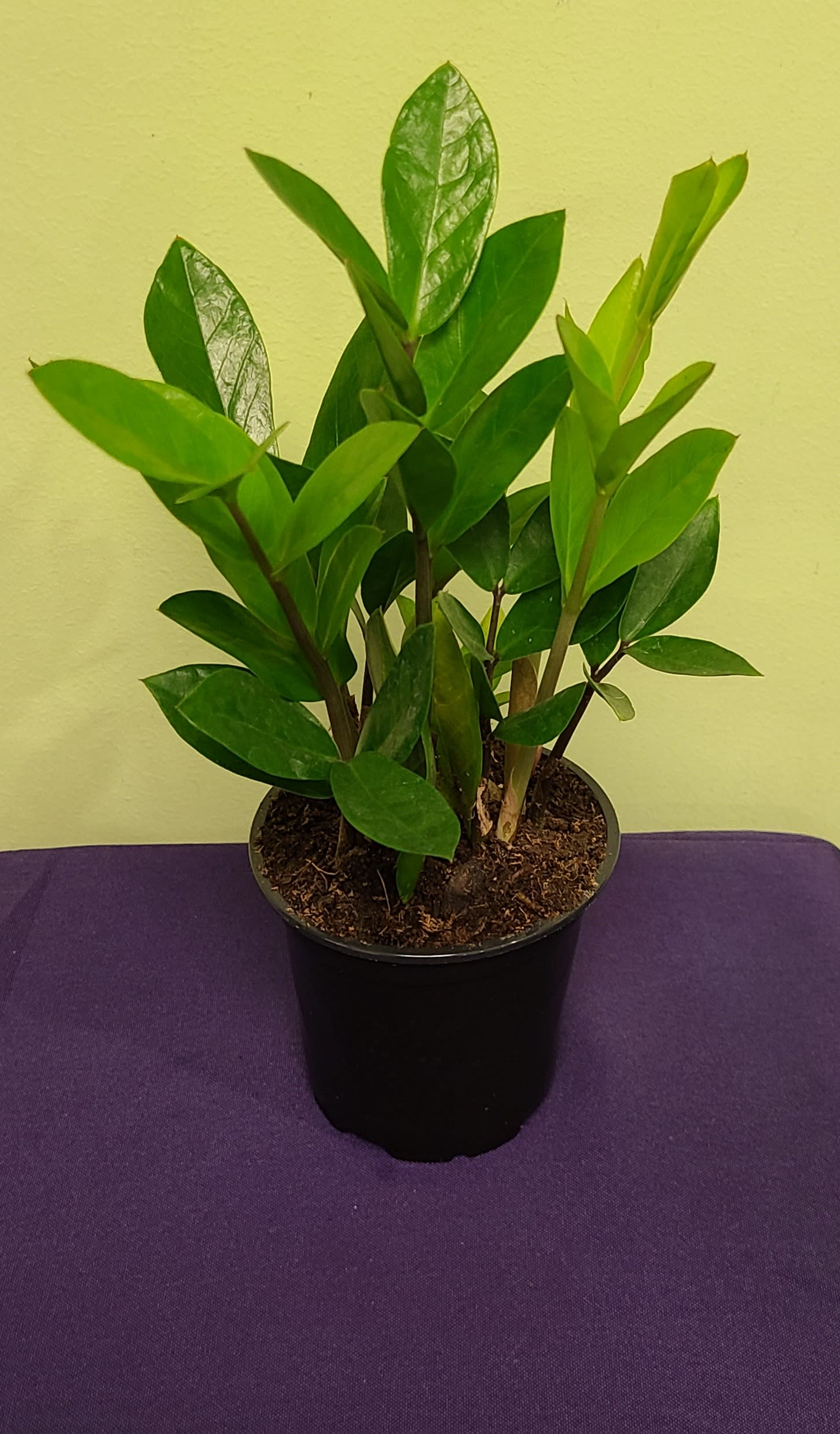 Potted green houseplant with glossy oval leaves in a black nursery pot
