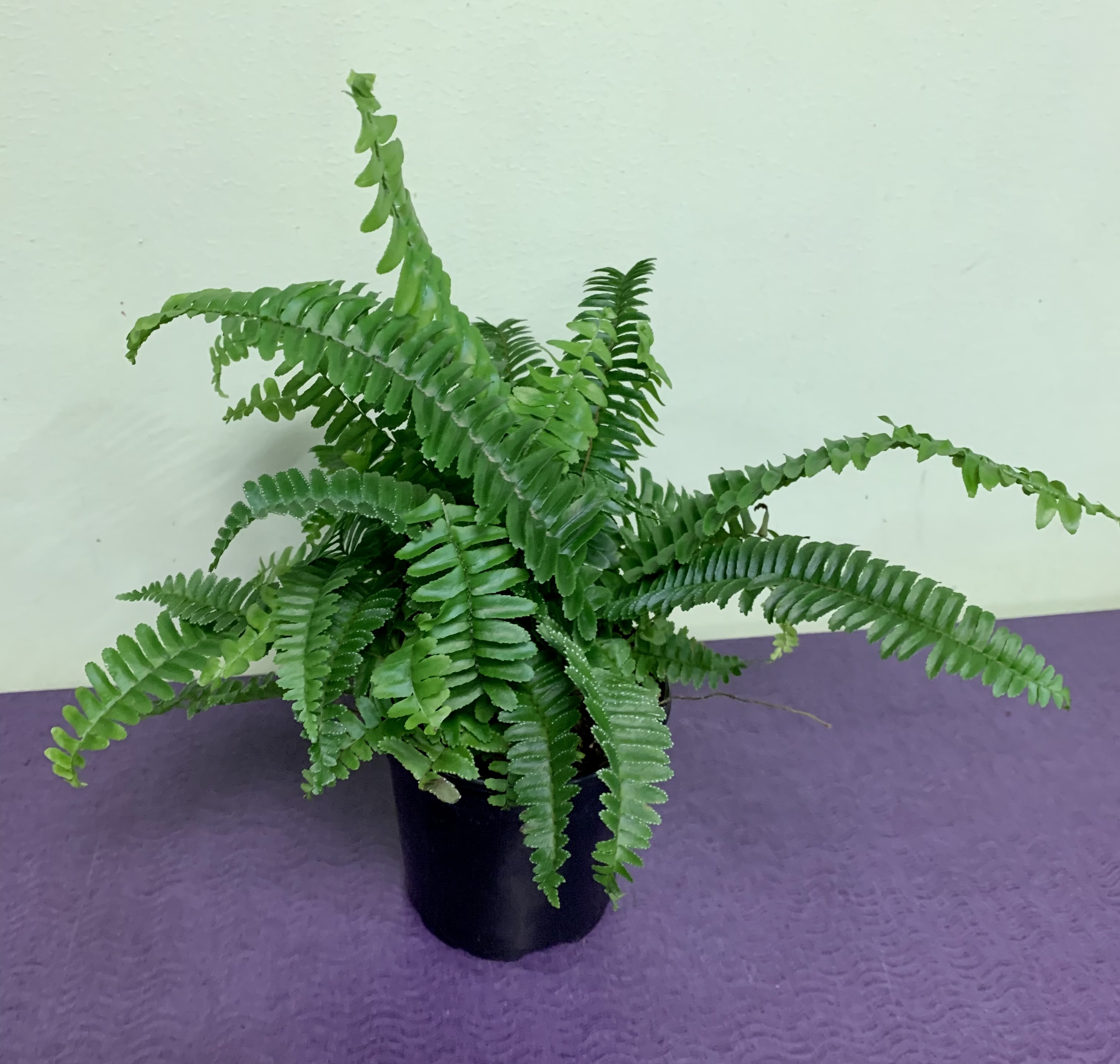 Potted fern plant in a black container
