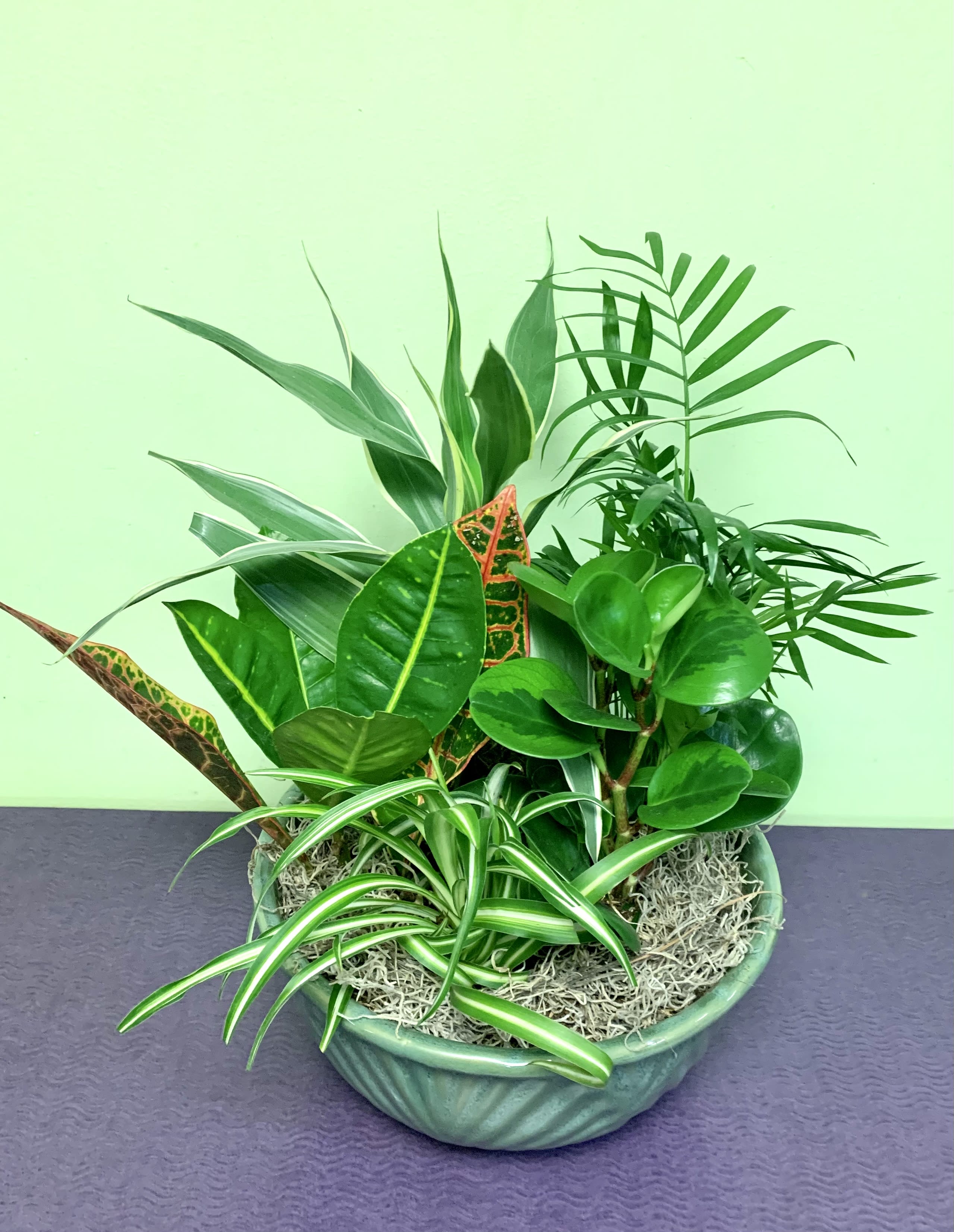 Mixed potted tropical plants in a green ceramic bowl