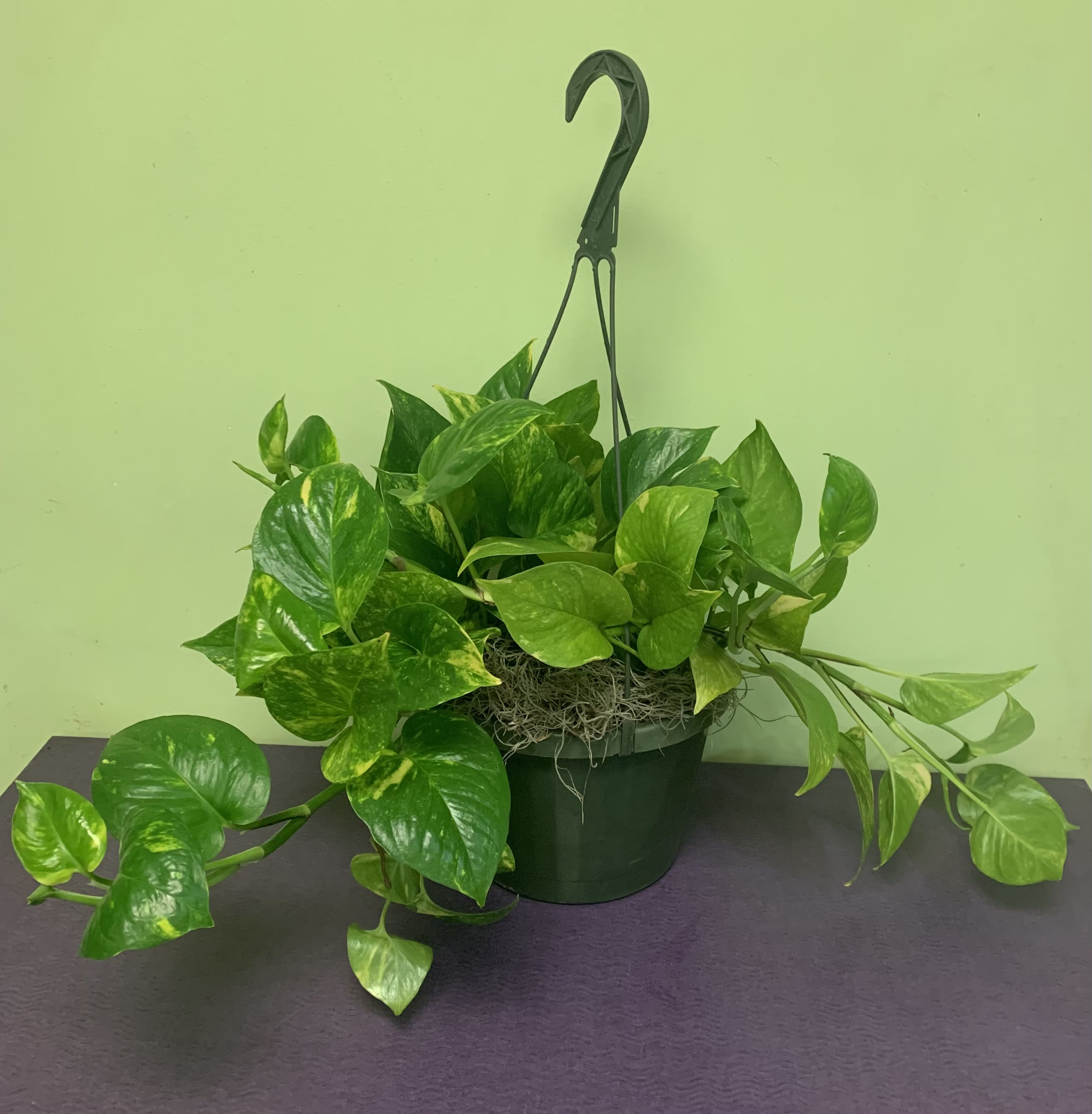 Potted trailing pothos plant in a hanging basket