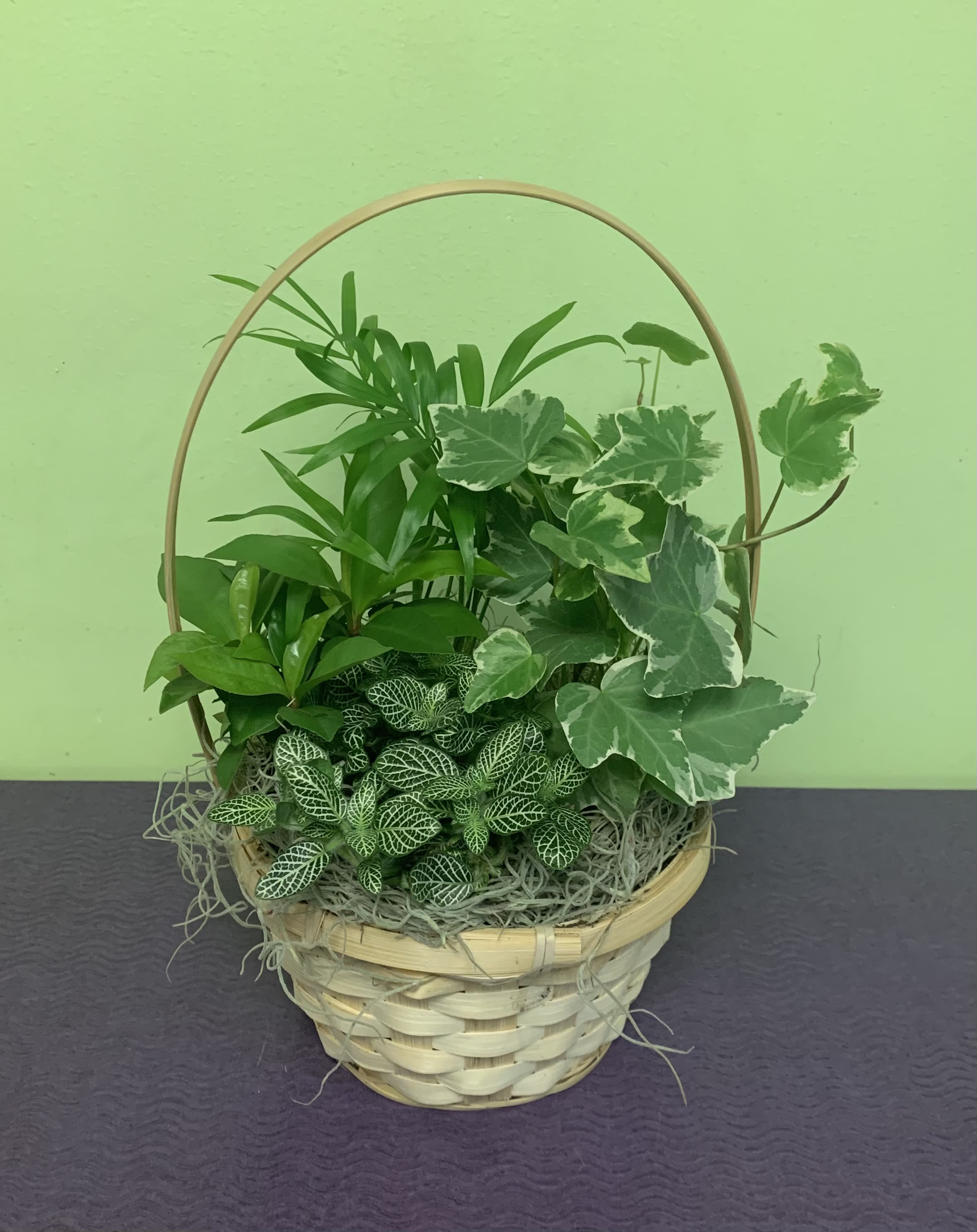 Basket of assorted green houseplants with a curved handle