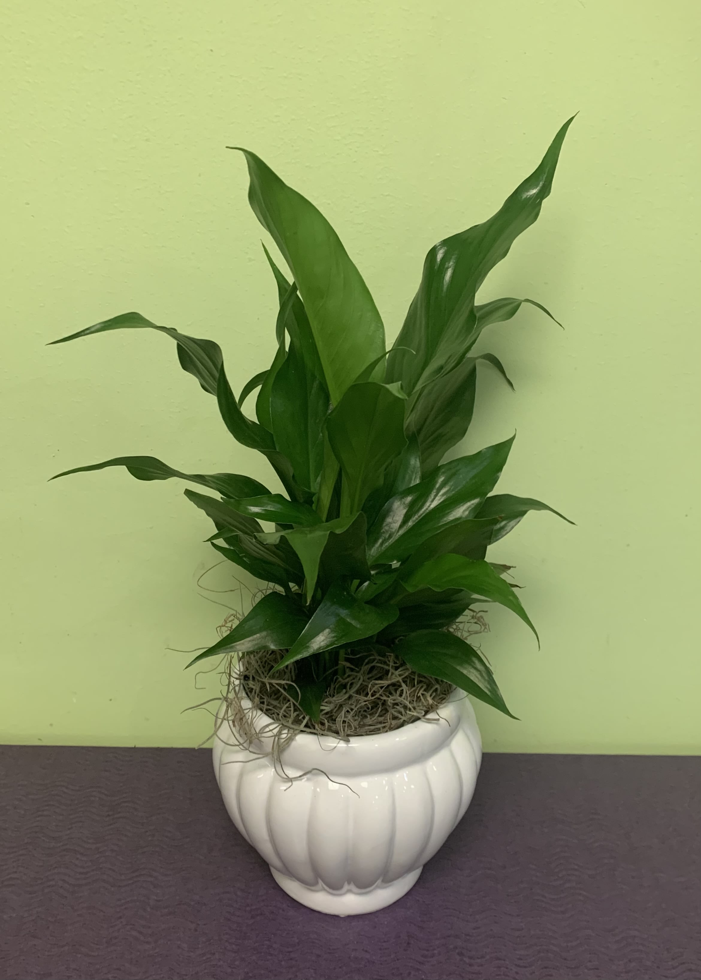 Potted green plant in a white ceramic planter