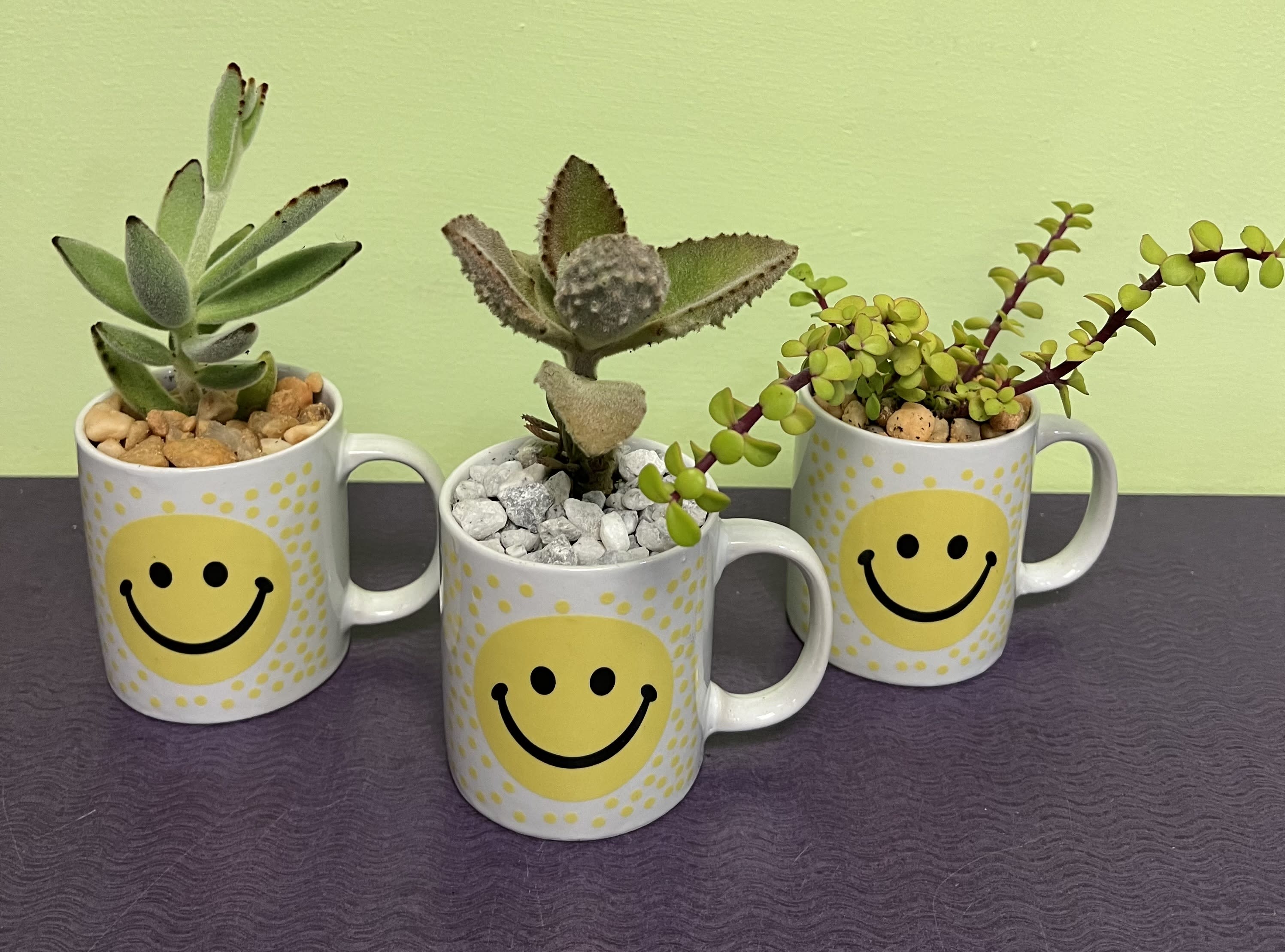 Three small succulent plants in smiley-face mugs