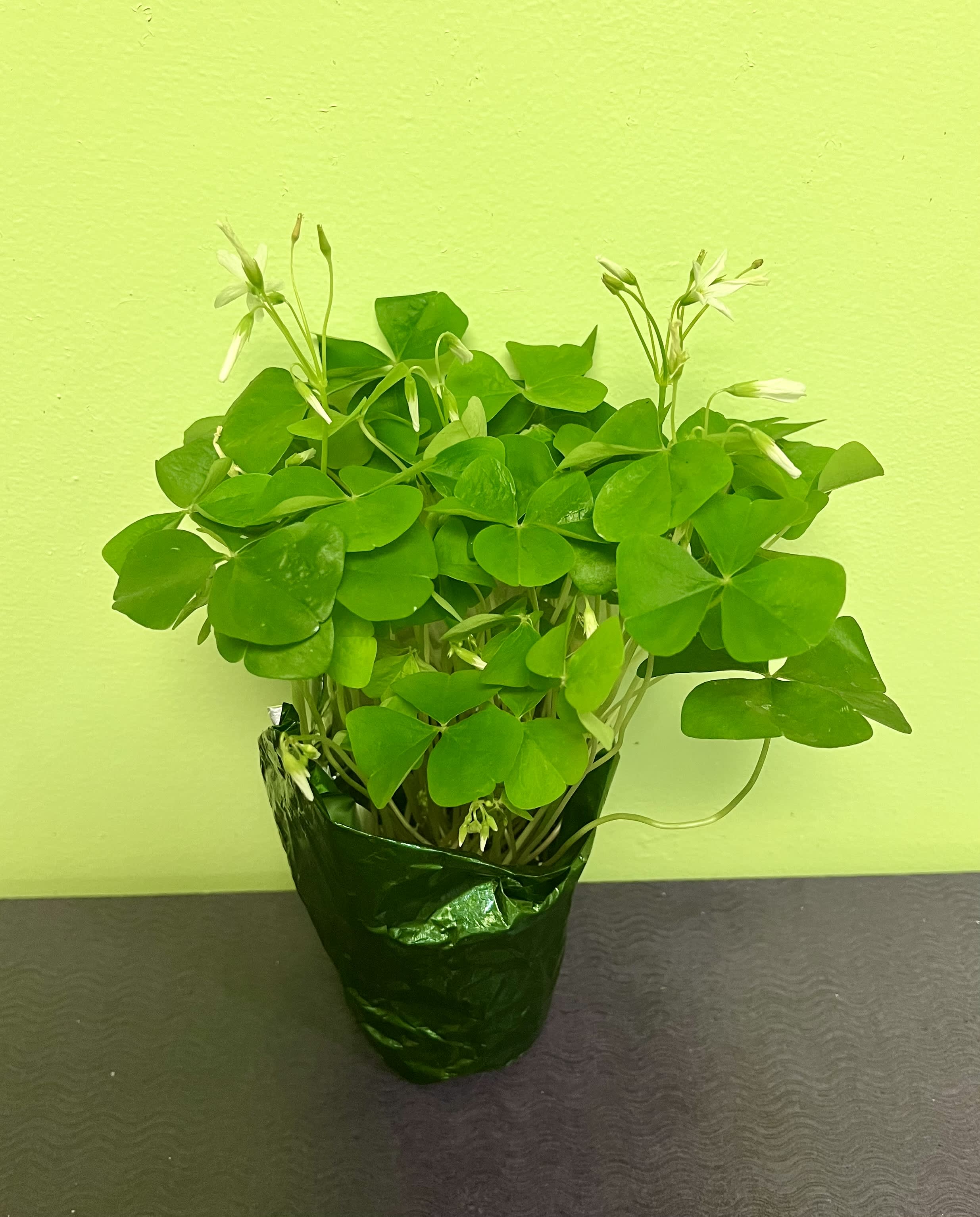 Potted shamrock plant with small white flowers