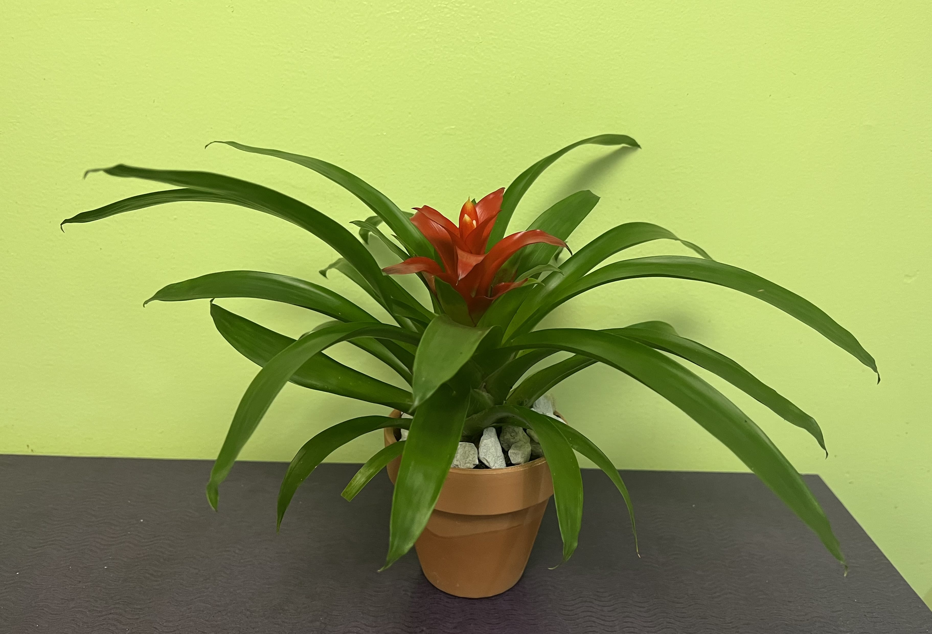 Potted bromeliad with red bloom and long green leaves